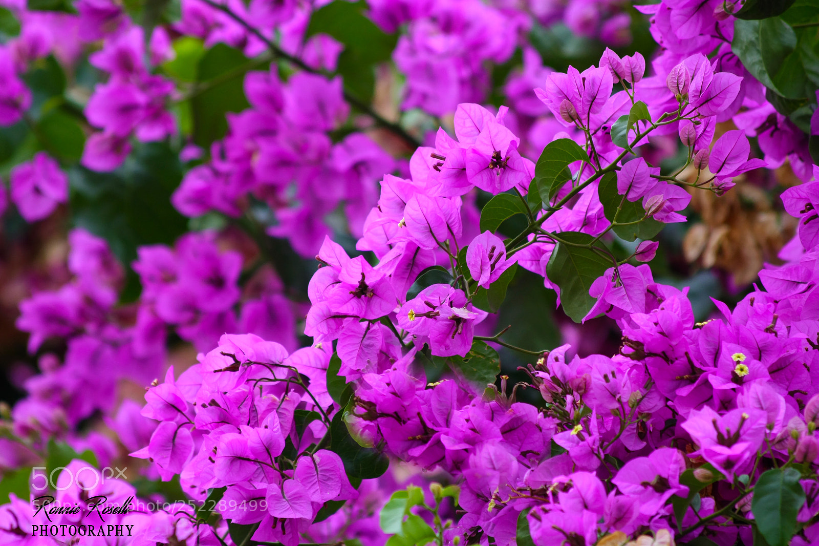 Canon EOS 40D sample photo. Flowers photography