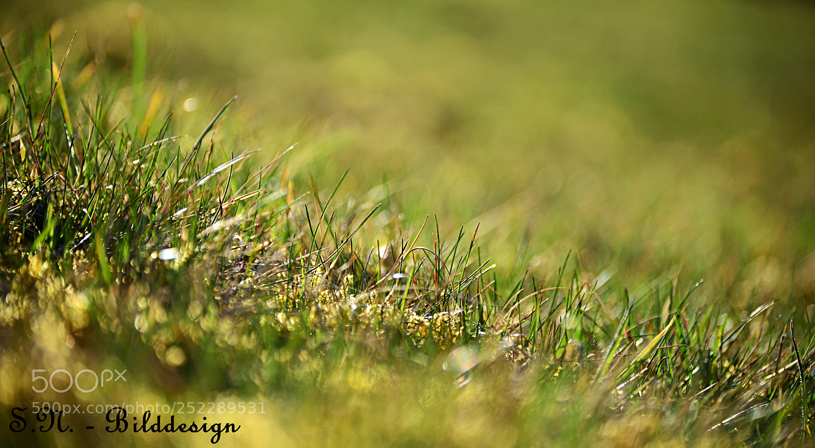Nikon D5100 sample photo. A view in green... photography
