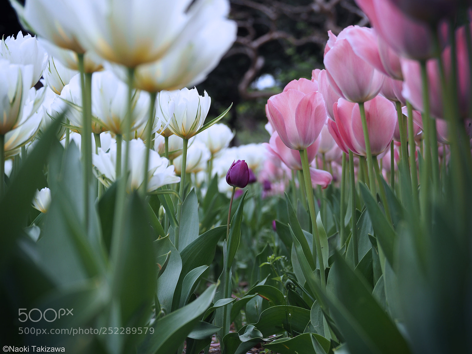 Olympus OM-D E-M1 Mark II sample photo. Young tulip photography