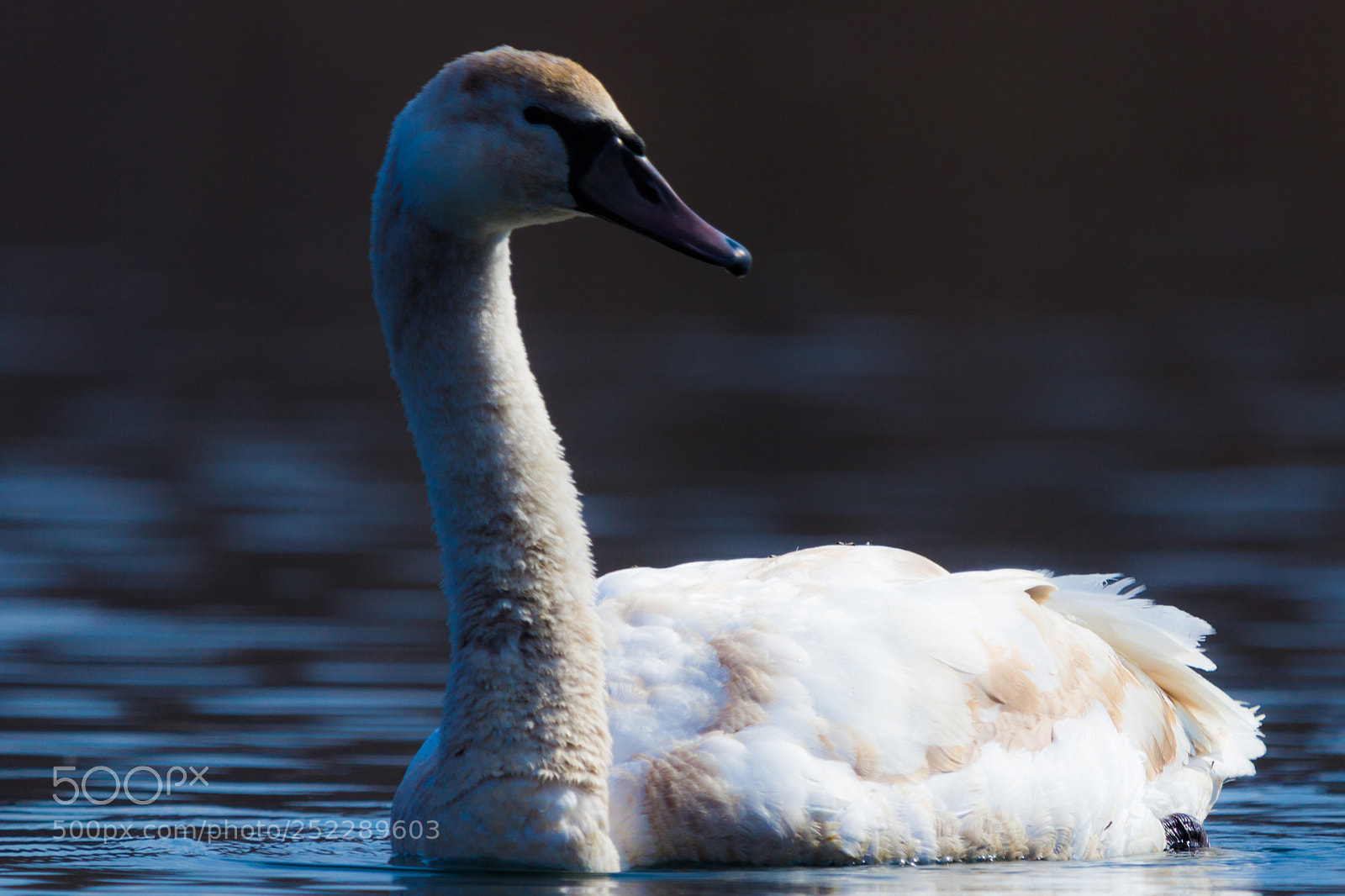 Canon EOS 600D (Rebel EOS T3i / EOS Kiss X5) sample photo. Swan photography