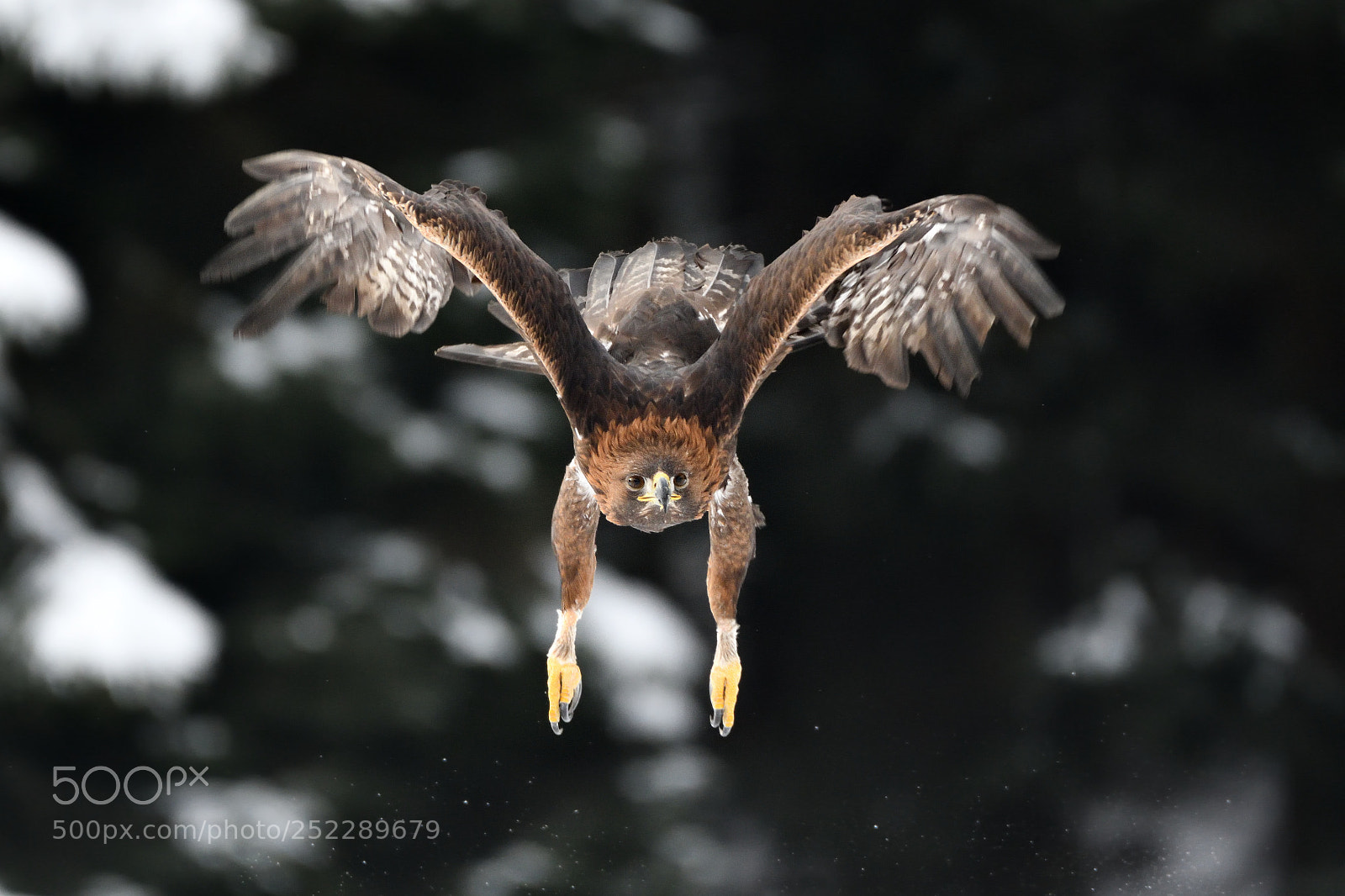 Nikon D500 sample photo. Golden eagle photography