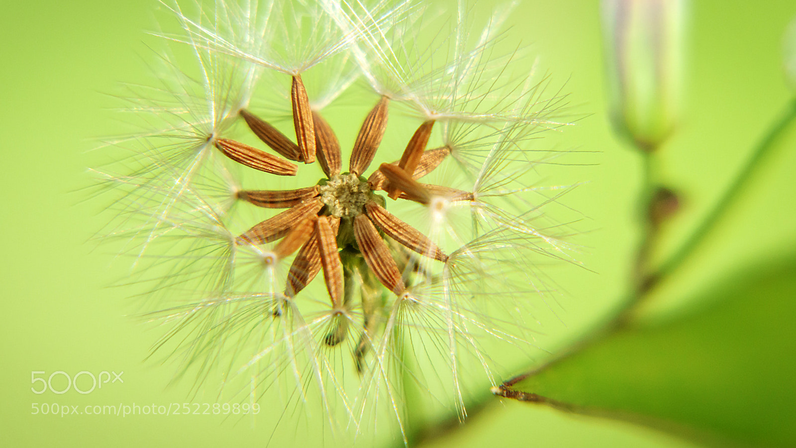 Sony Cyber-shot DSC-RX10 III sample photo. Macro photography