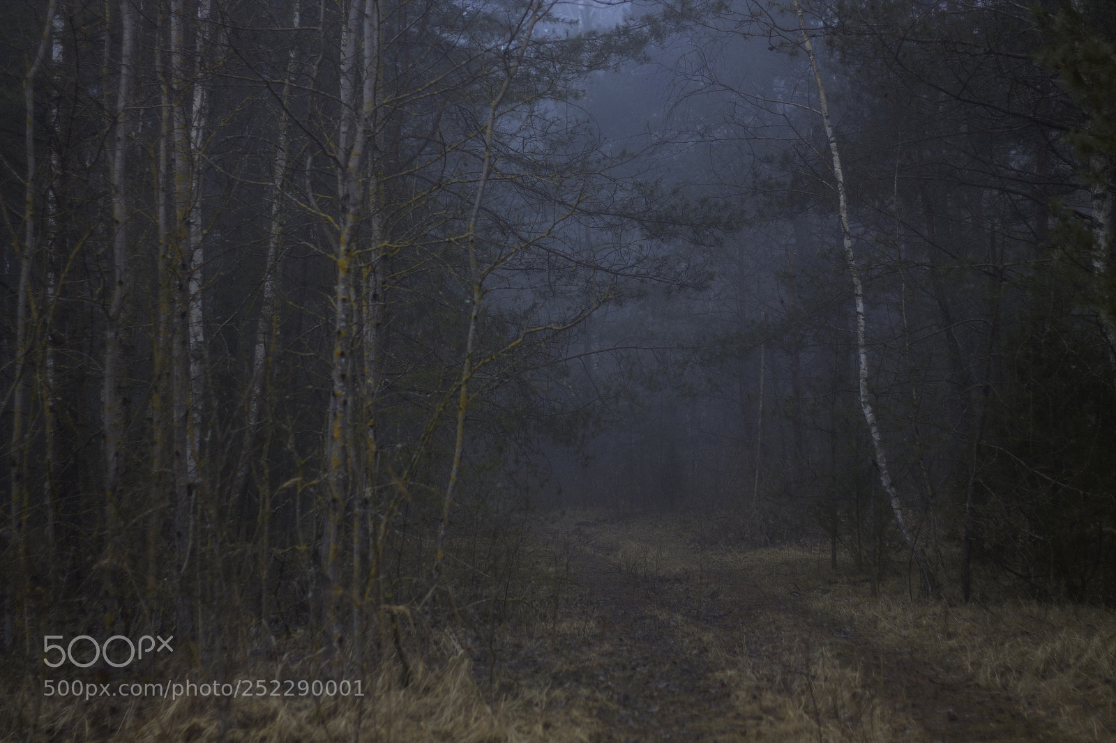 Canon EOS 1100D (EOS Rebel T3 / EOS Kiss X50) sample photo. Fog in the forest photography