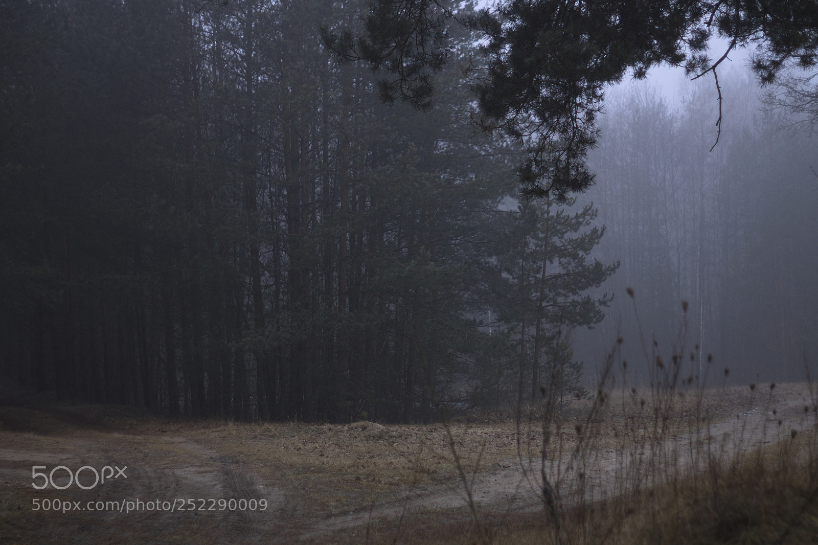 Canon EOS 1100D (EOS Rebel T3 / EOS Kiss X50) sample photo. In the forest photography