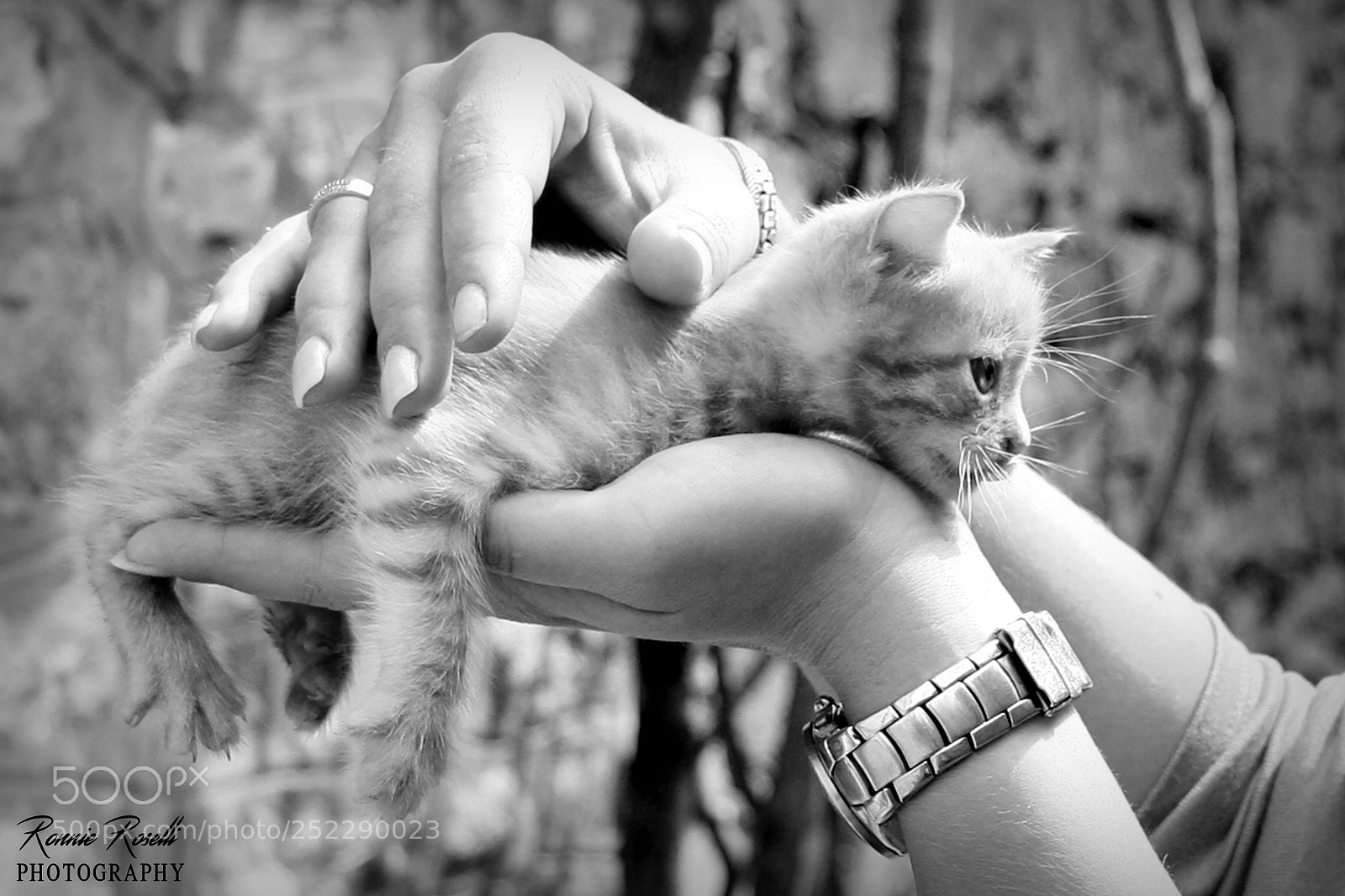 Canon EOS 40D sample photo. Little cat photography