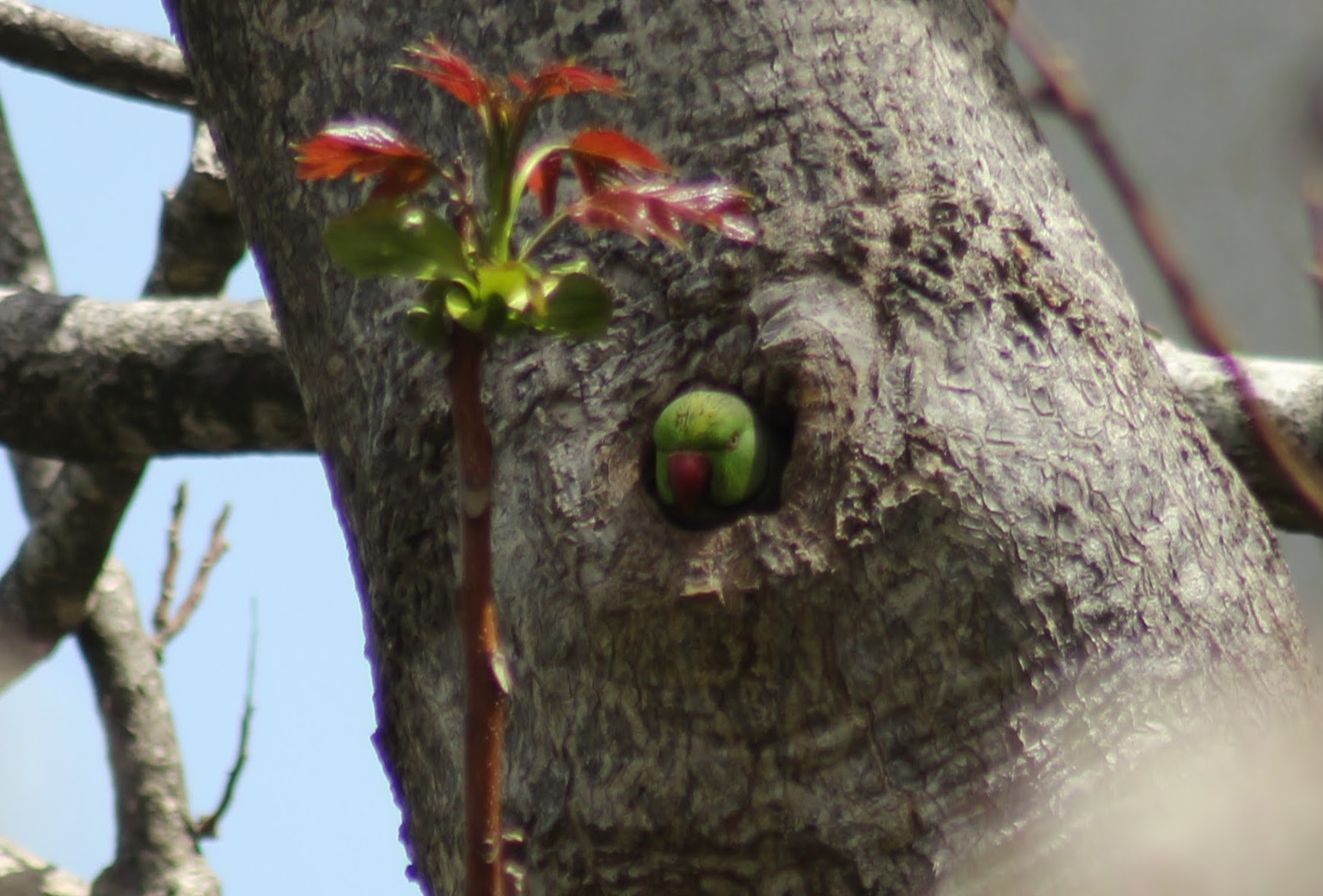 Canon EOS 700D (EOS Rebel T5i / EOS Kiss X7i) sample photo. Parrot in a tree photography