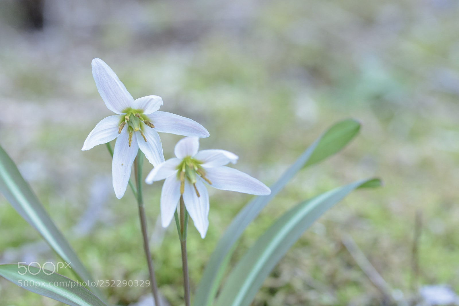 Nikon D7100 sample photo. Kataguruma photography