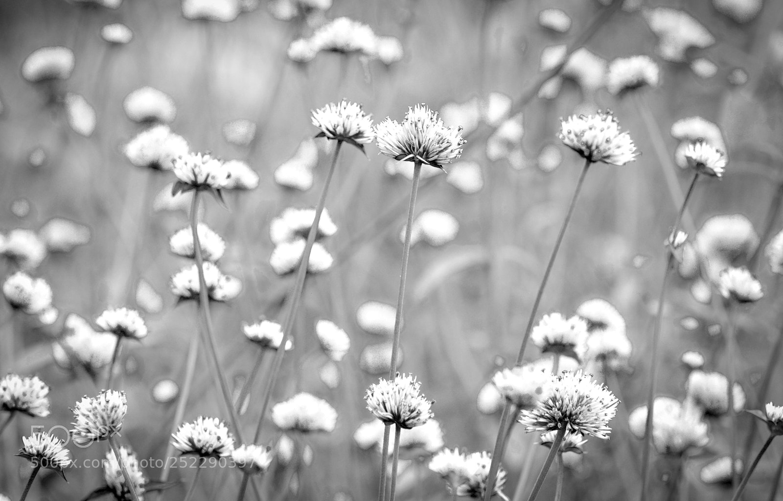 Nikon D600 sample photo. Grey day flowers  photography