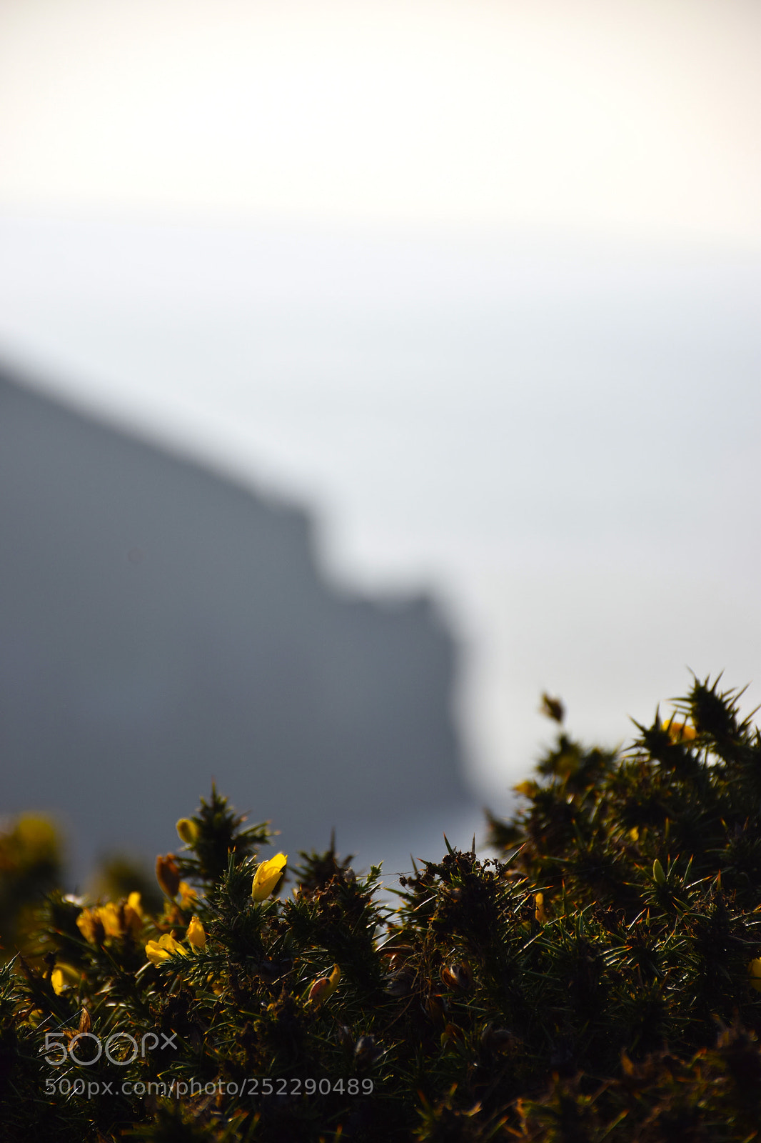 Nikon D5300 sample photo. Un peu de jaune photography