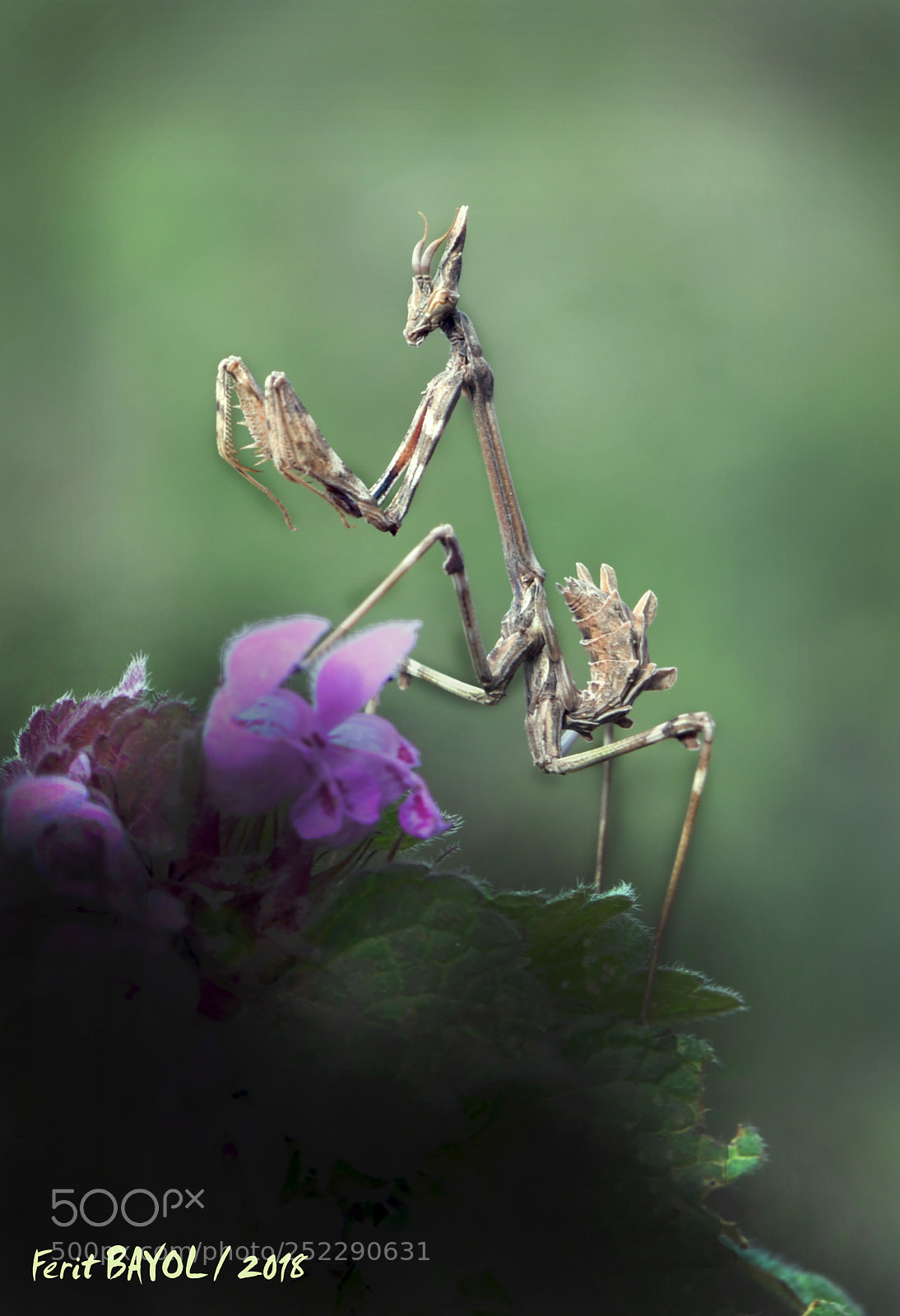 Nikon D500 sample photo. Peygamber devesi photography