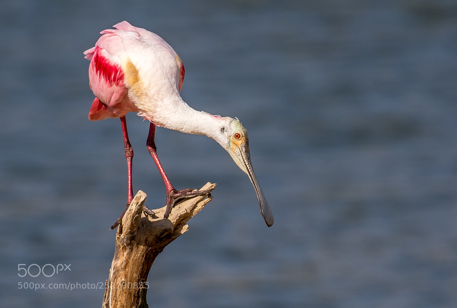 Canon EOS 7D Mark II sample photo. Roseate spoonbill photography