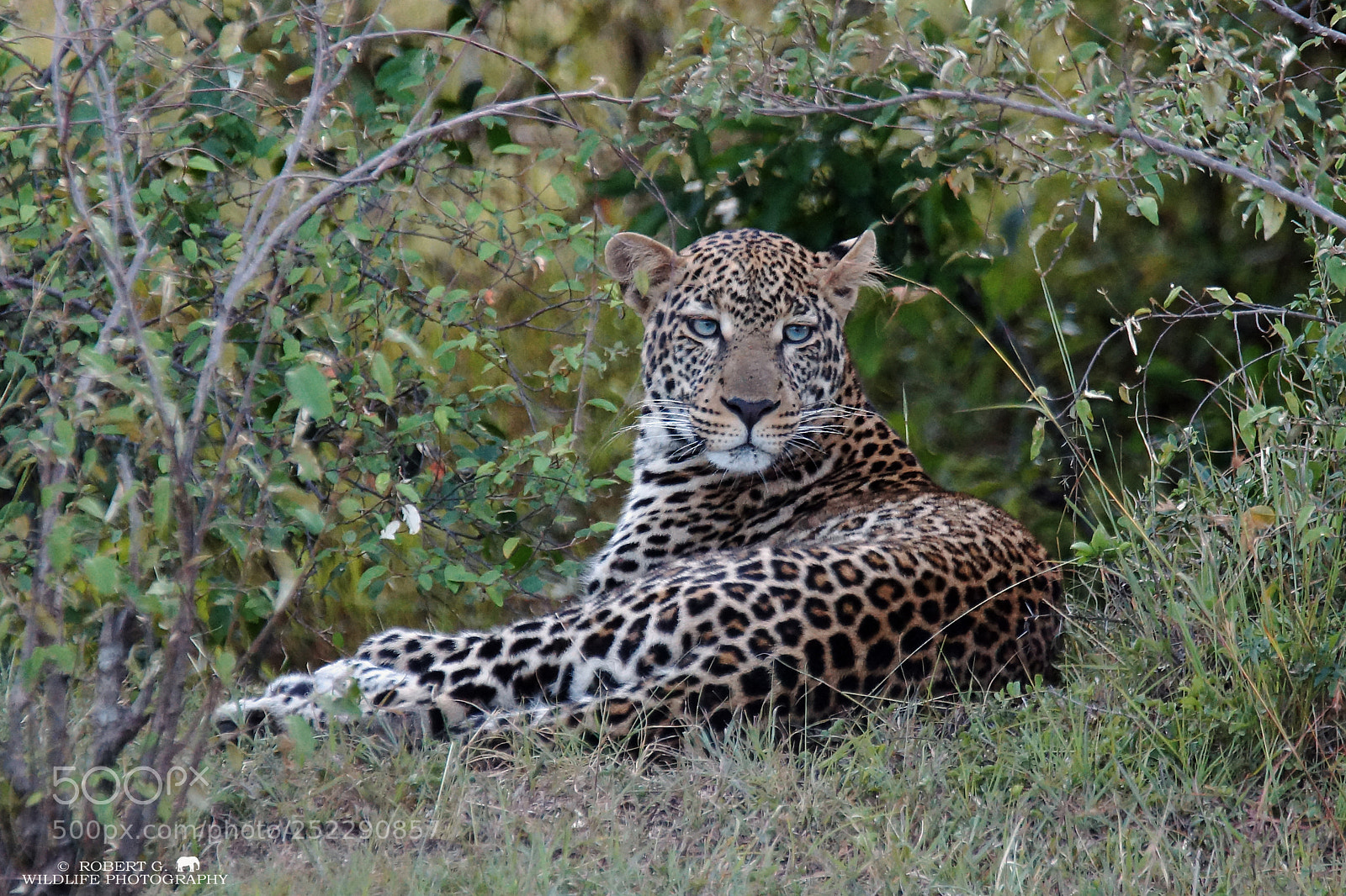 Sony SLT-A77 sample photo. Leopard with blue eyes photography