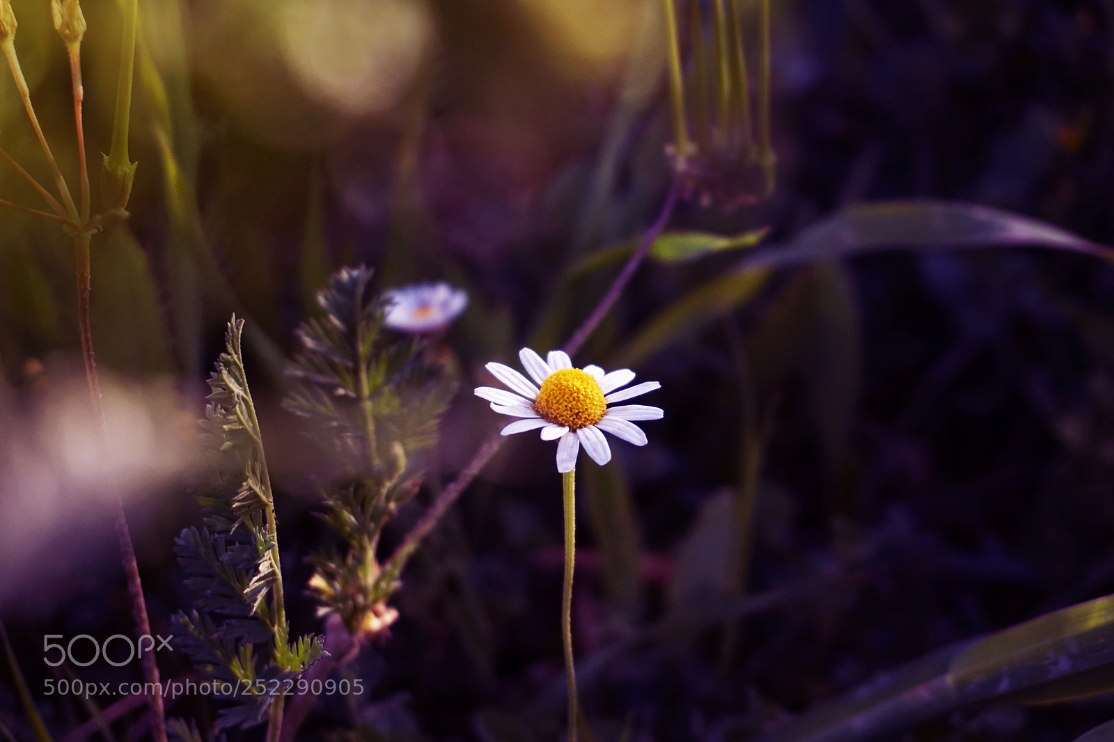 Sony a6300 sample photo. Blooming flower photography