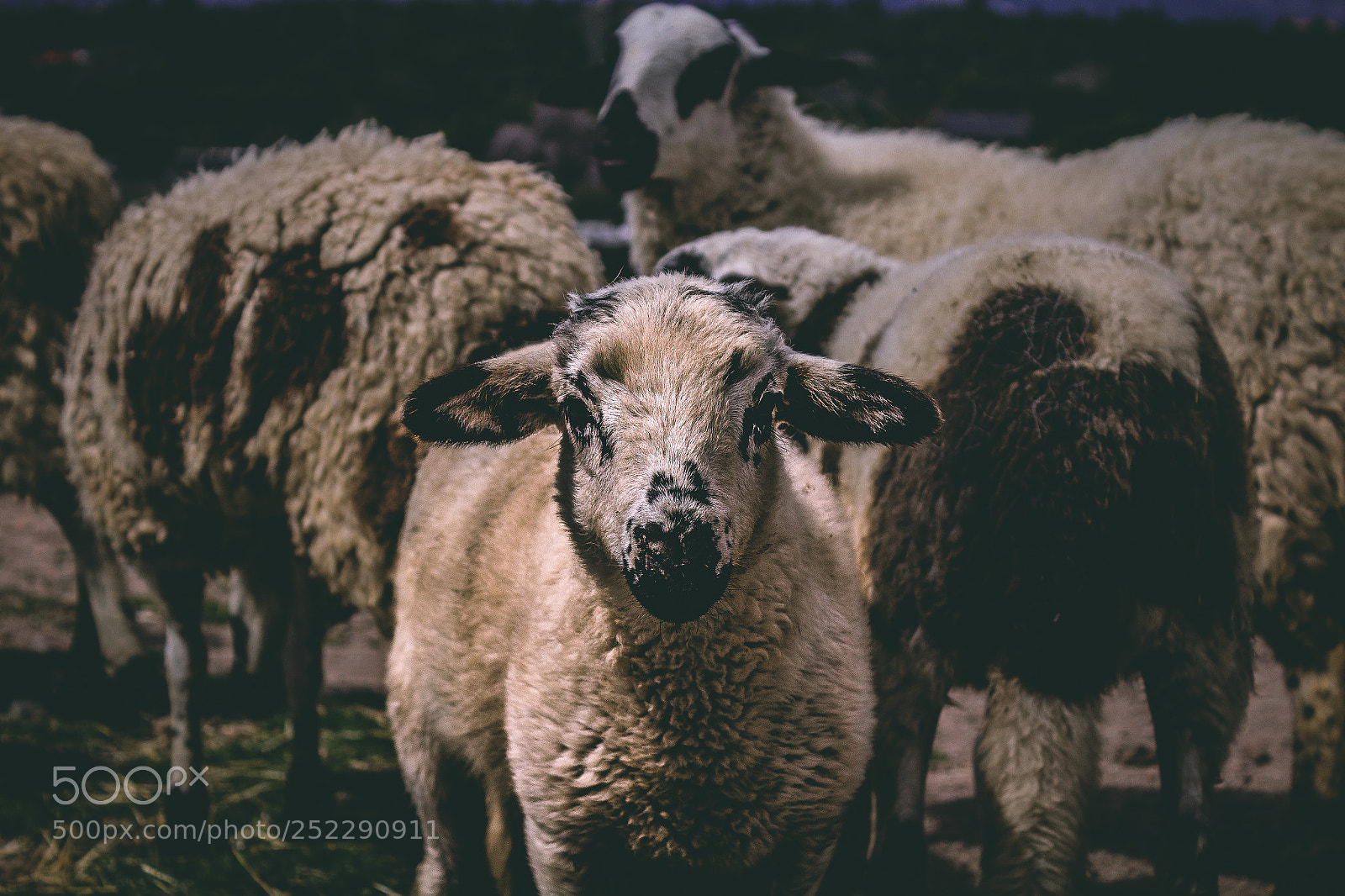 Canon EOS 1200D (EOS Rebel T5 / EOS Kiss X70 / EOS Hi) sample photo. Sheep photography