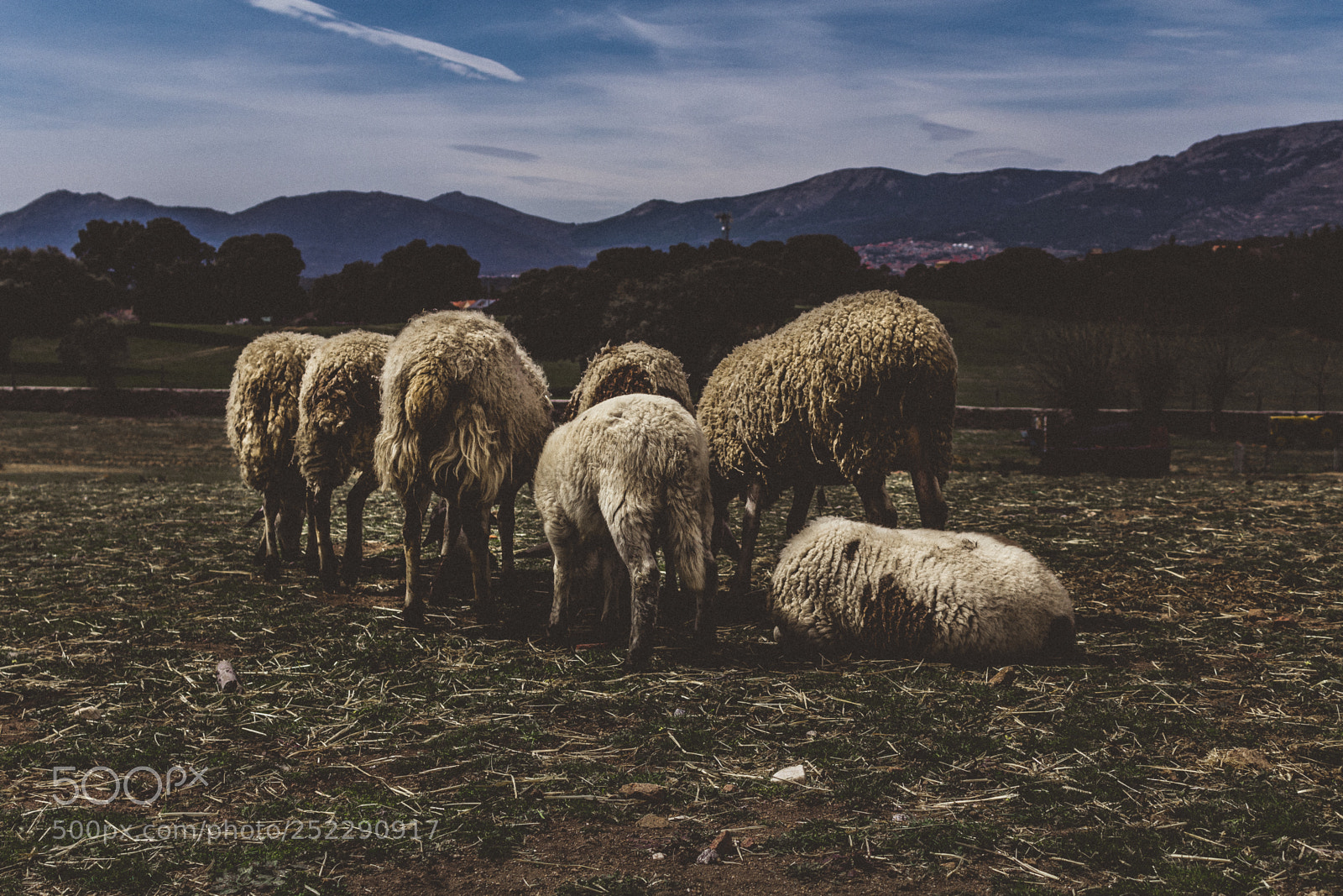 Canon EOS 1200D (EOS Rebel T5 / EOS Kiss X70 / EOS Hi) sample photo. Herd of sheep photography