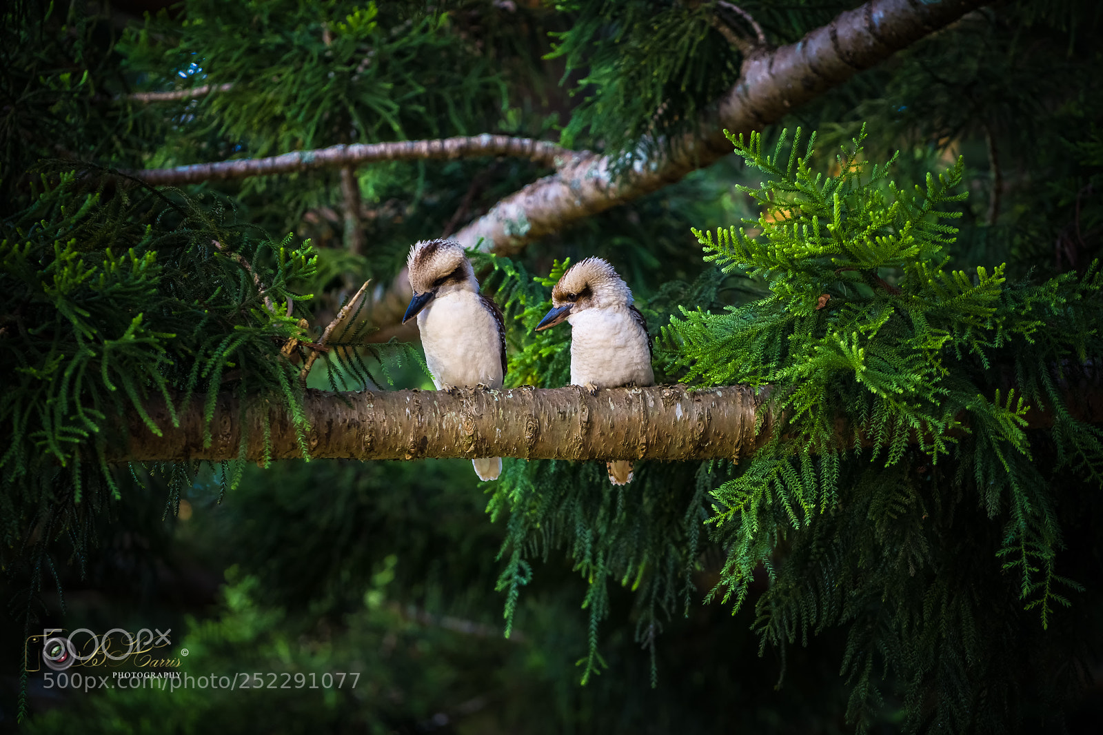 Sony a7 III sample photo. Two kookaburras. photography
