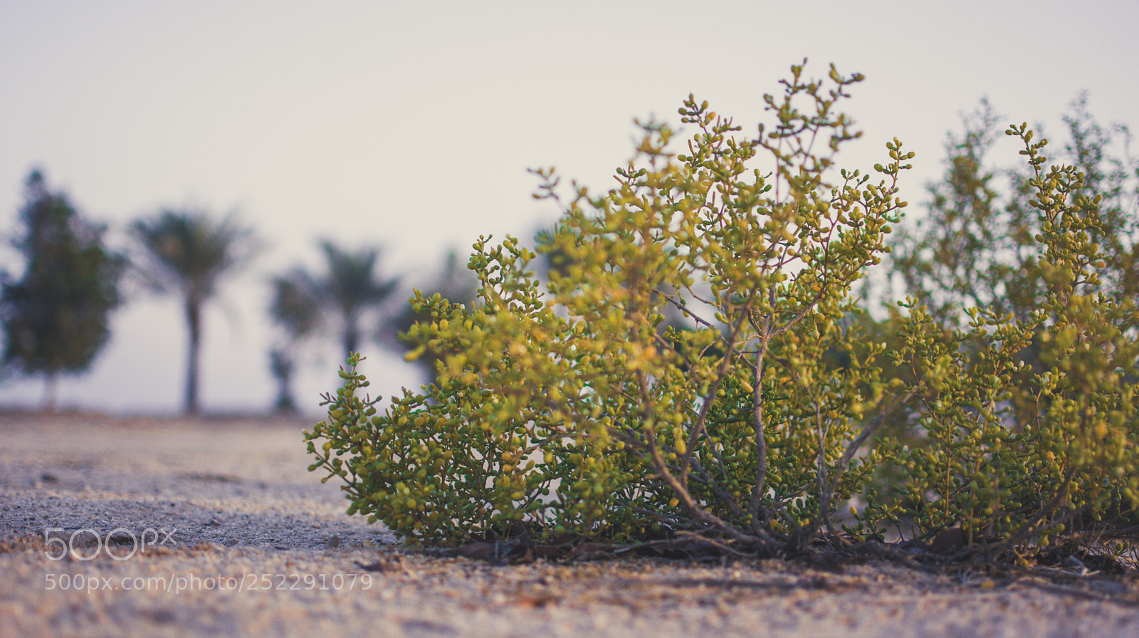 Nikon D7100 sample photo. Strive to survive photography