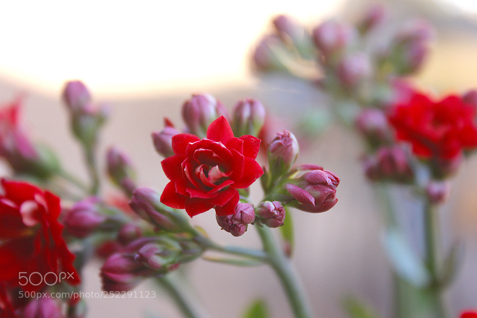 Canon EOS 60D sample photo. Bloom photography
