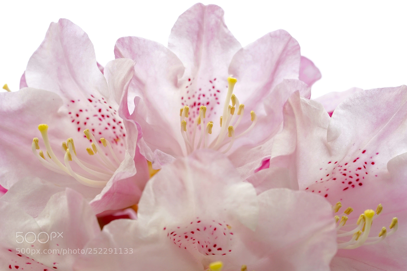 Sony a7 II sample photo. Azalea photography