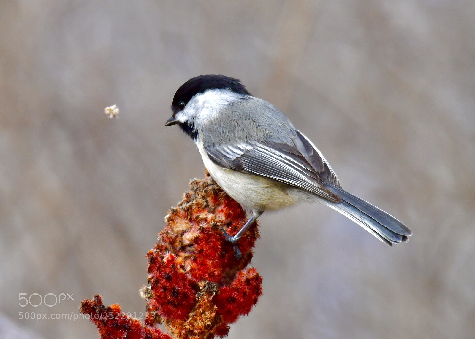 Nikon D5 sample photo. Black-capped chickadee 
黑頂山雀 photography