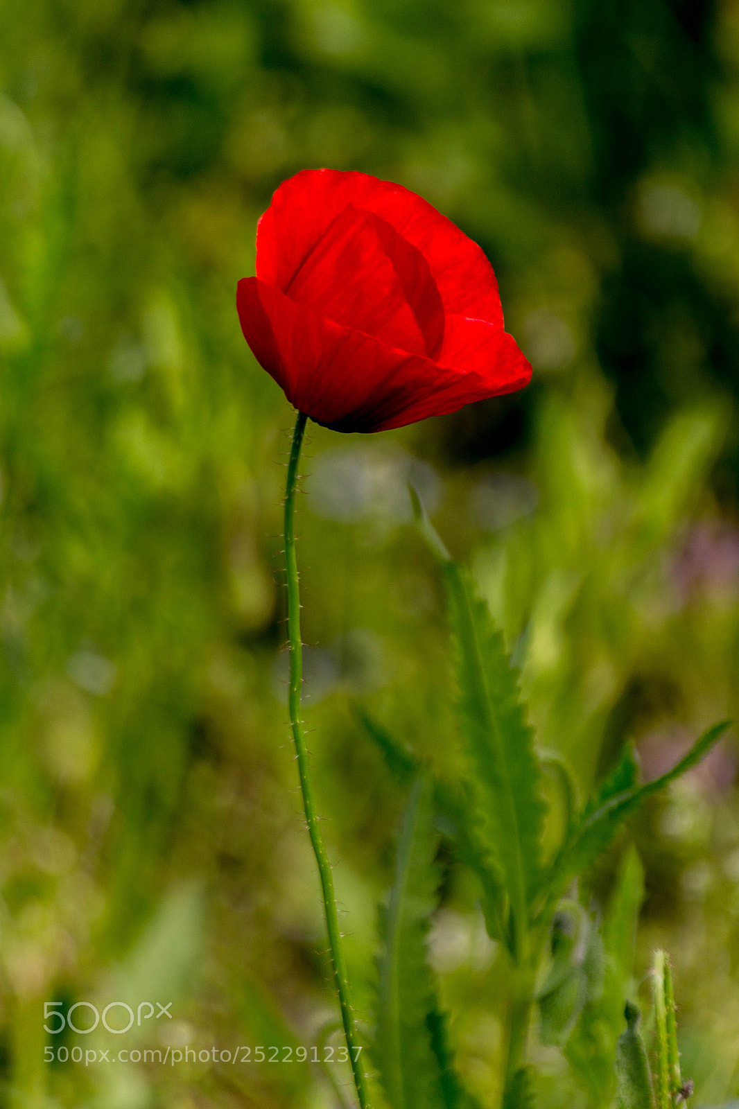 Canon EOS 700D (EOS Rebel T5i / EOS Kiss X7i) sample photo. Poppy. photography