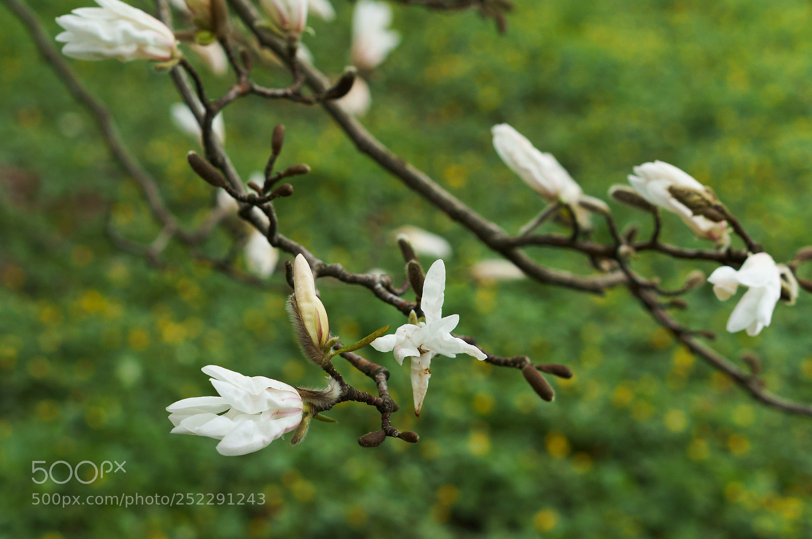 Sony Alpha NEX-3N sample photo. Magnolia spring, magnolia flowers photography