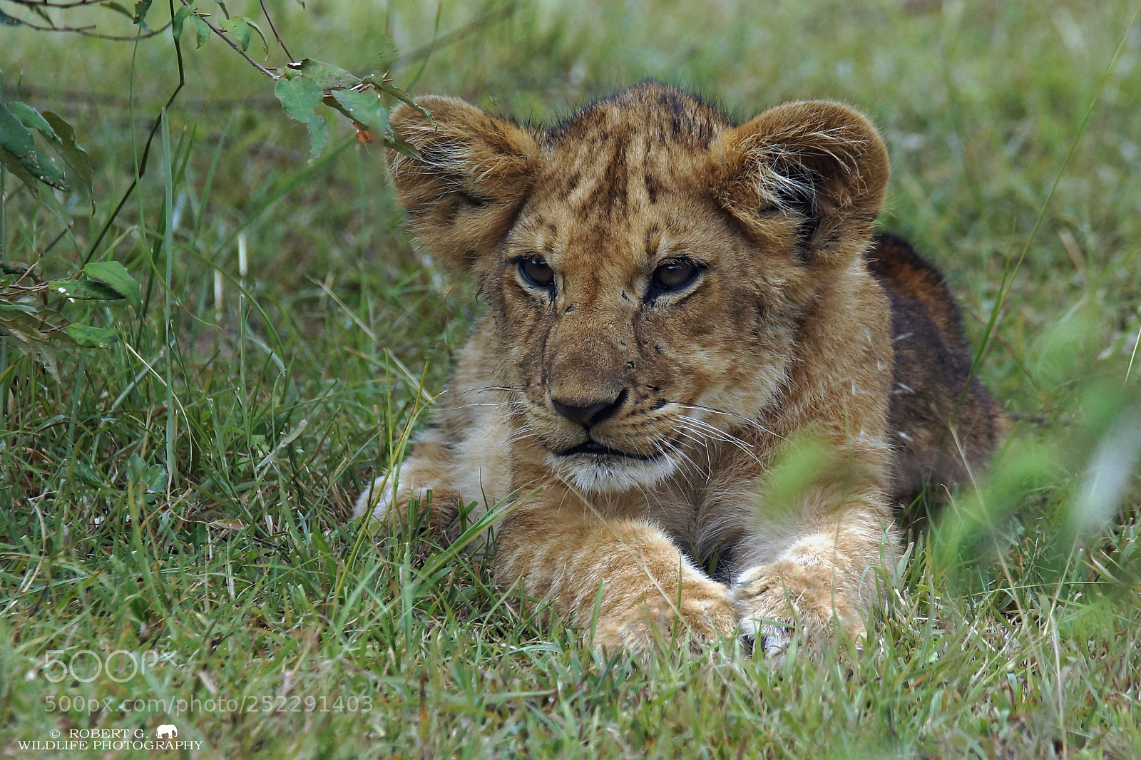 Sony SLT-A77 sample photo. Young lion photography