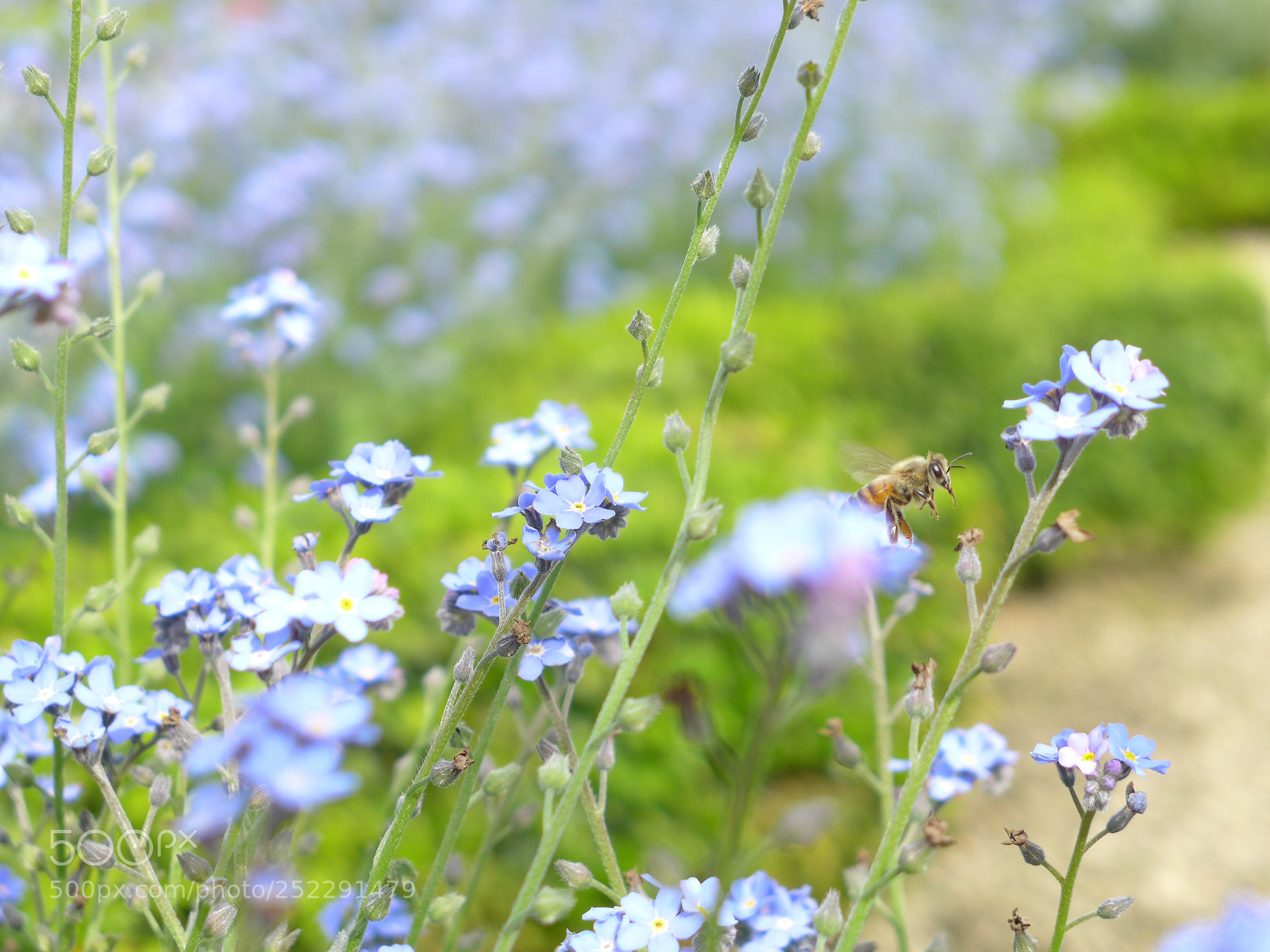 Panasonic Lumix DMC-LX7 sample photo. Honeybee photography