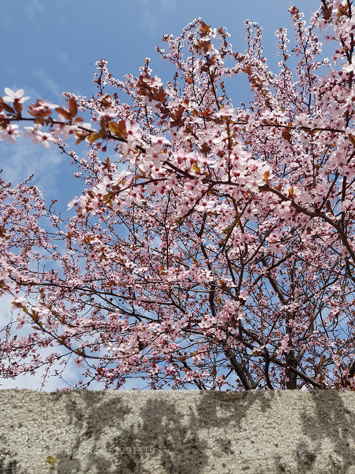 Samsung Galaxy S7 Edge sample photo. Beautiful spring in bucharest photography