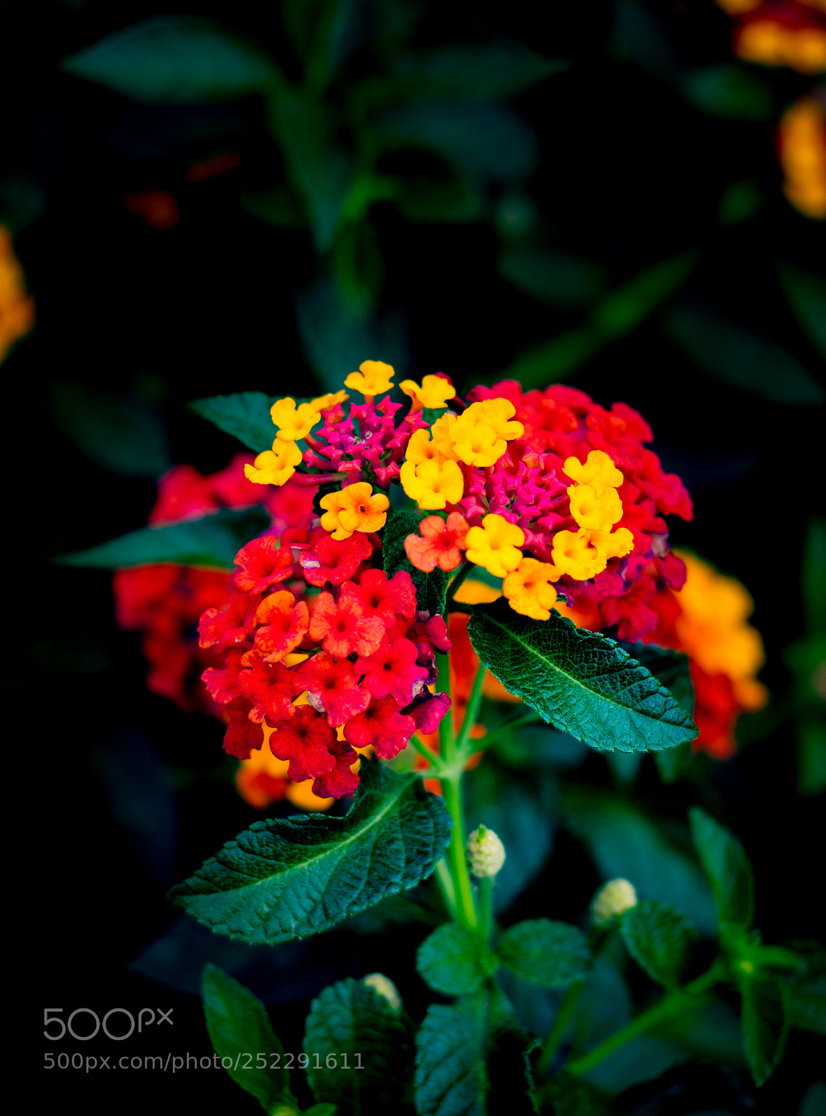 Nikon D5300 sample photo. Untitled photography