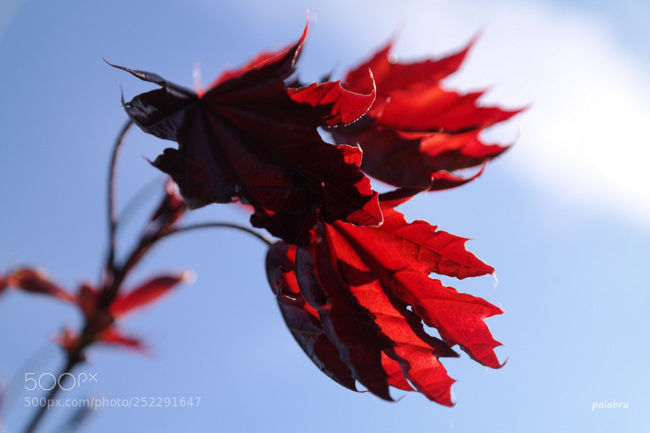 Samsung NX30 sample photo. ... photography