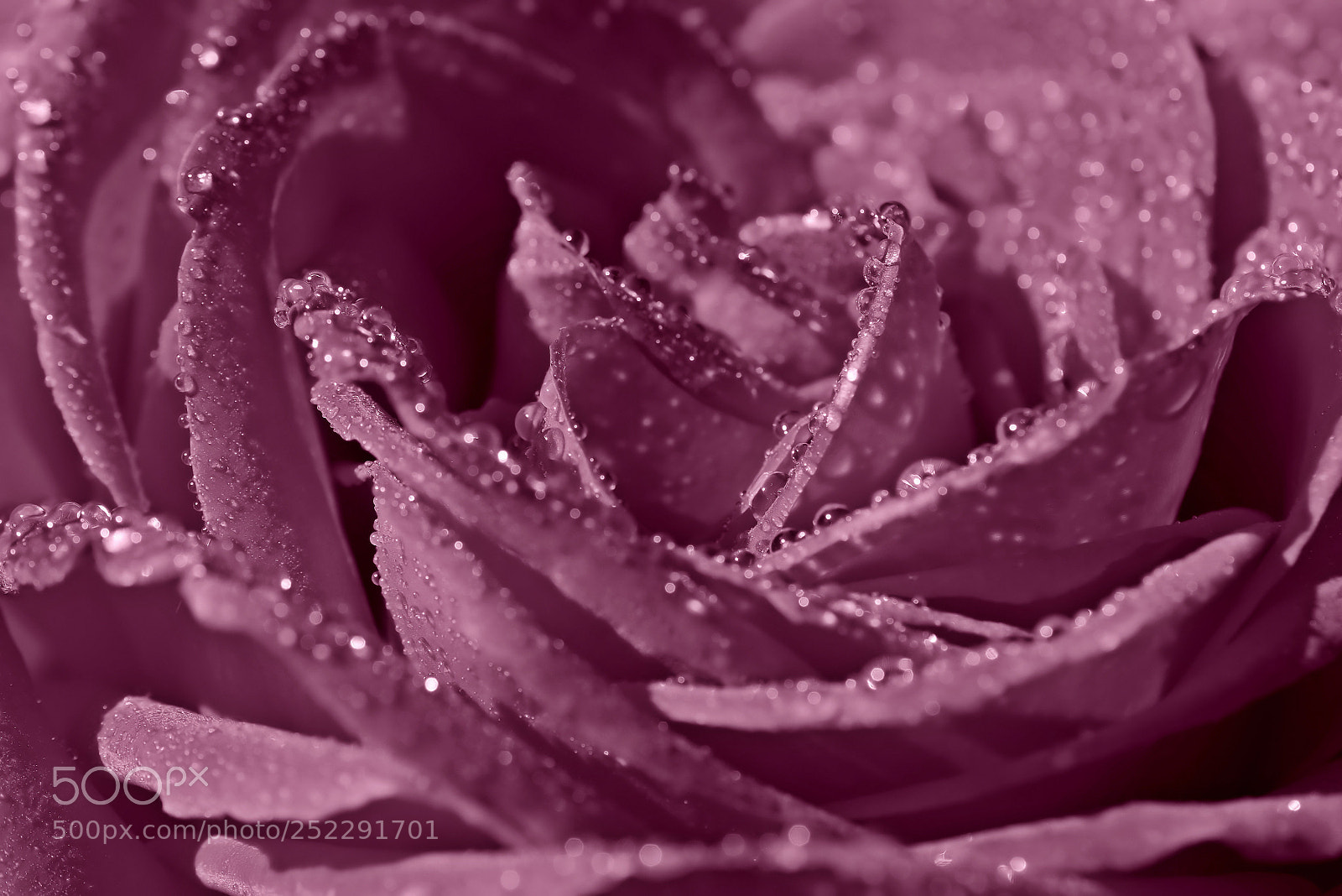 Nikon D5300 sample photo. Rose pearls photography