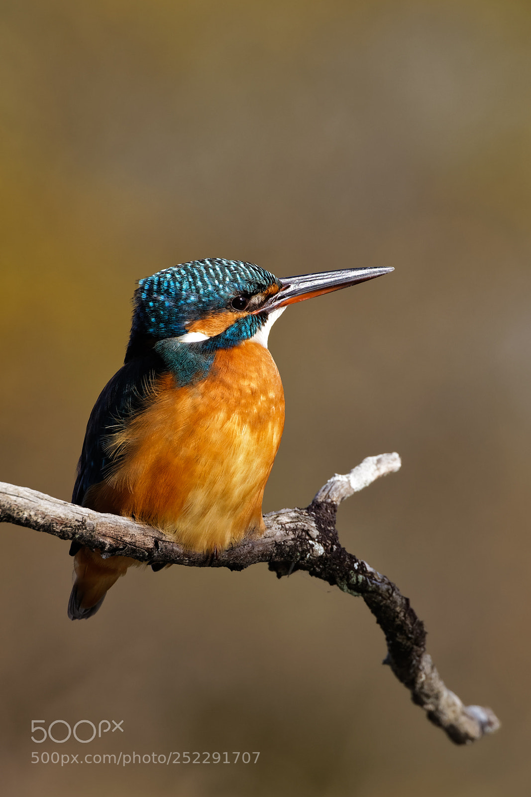 Canon EOS 5D Mark IV sample photo. Kingfisher photography