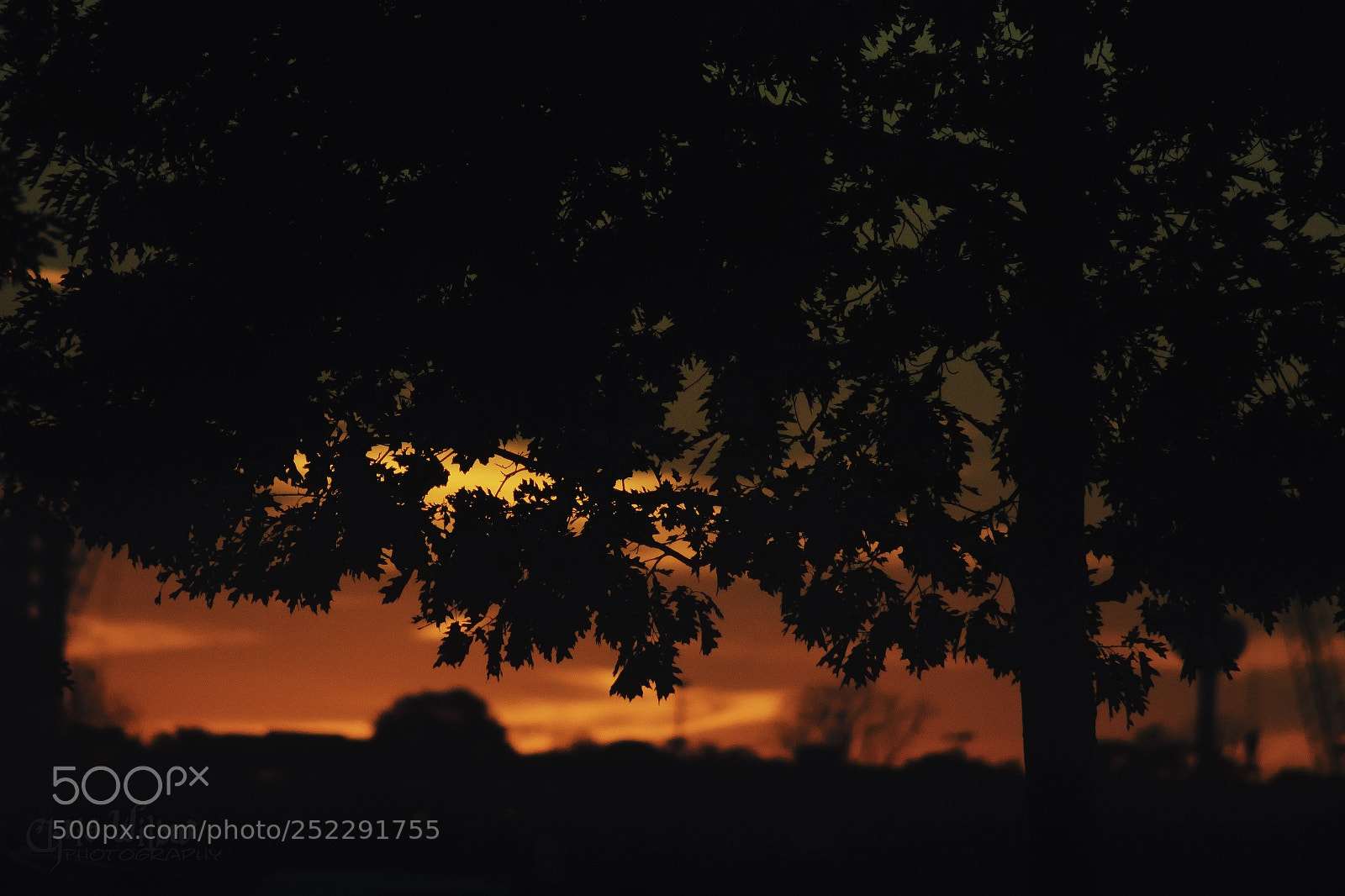 Canon EOS 60D sample photo. Oak silhouette photography