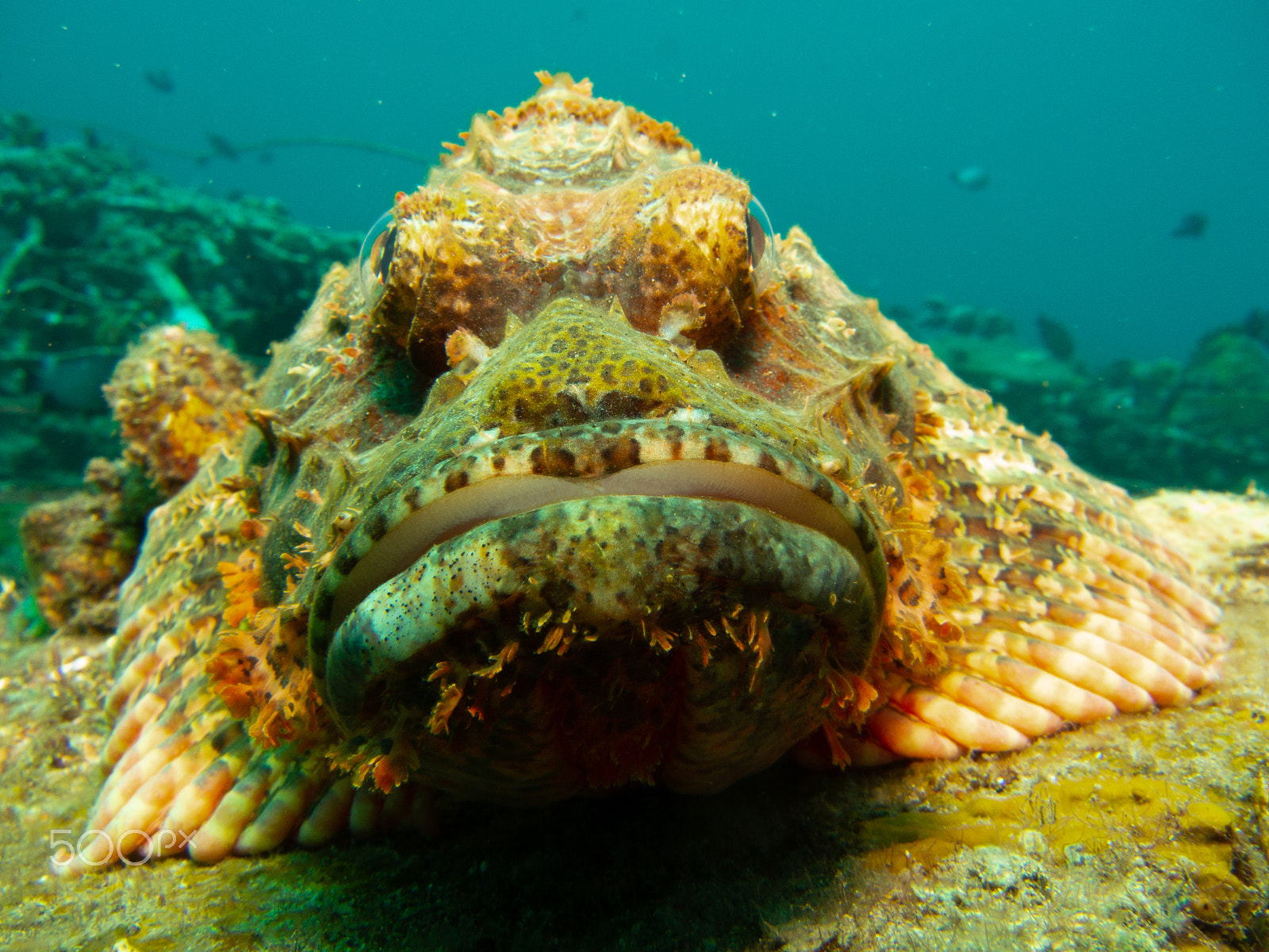 Canon PowerShot S100 sample photo. Scorpion fish photography