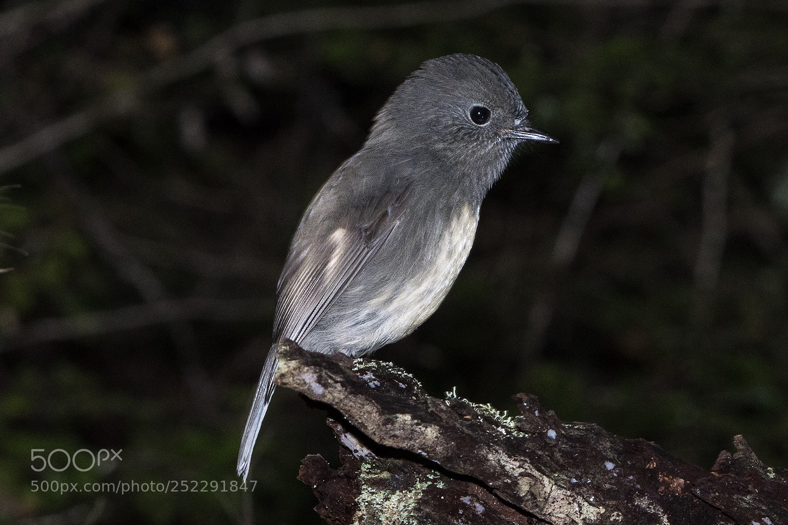 Nikon D500 sample photo. Si robin toutouwai adult photography