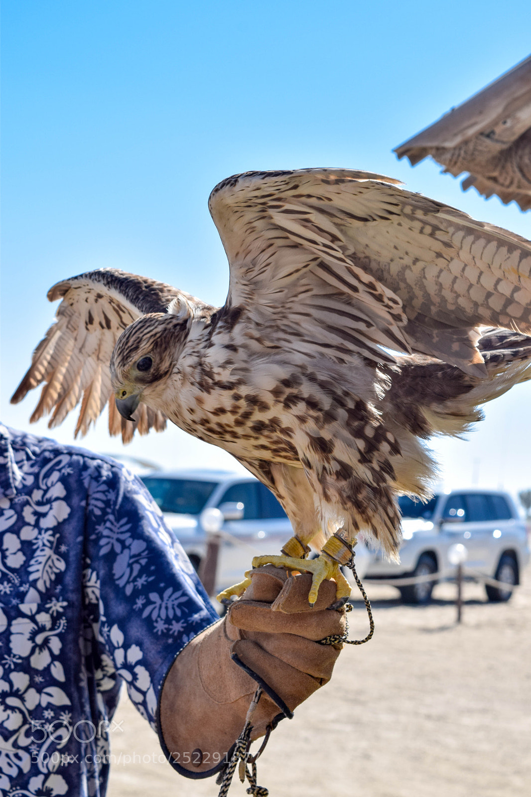 Nikon D3300 sample photo. Eagle photography