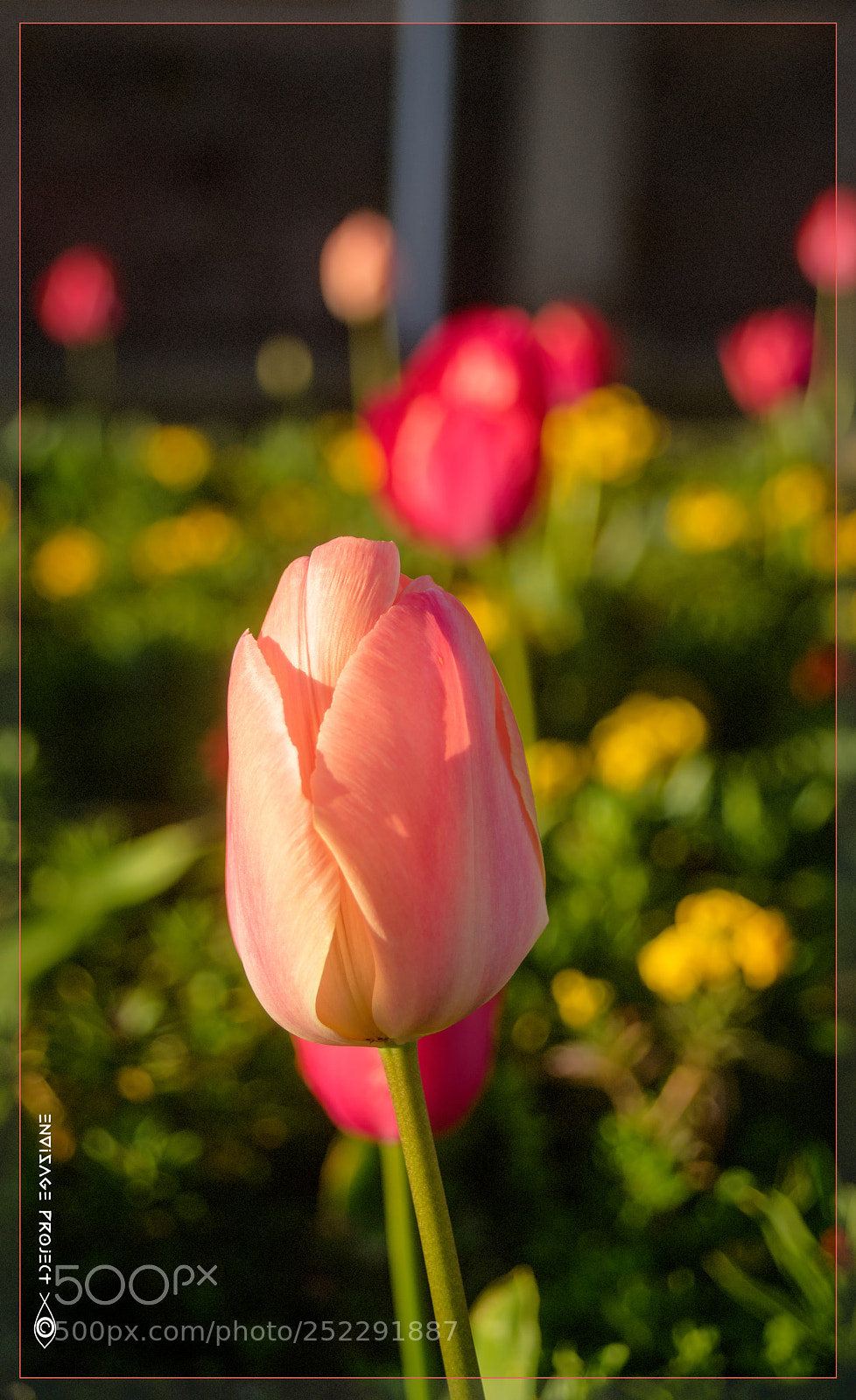 Sony a7R sample photo. Sunrise tulip photography