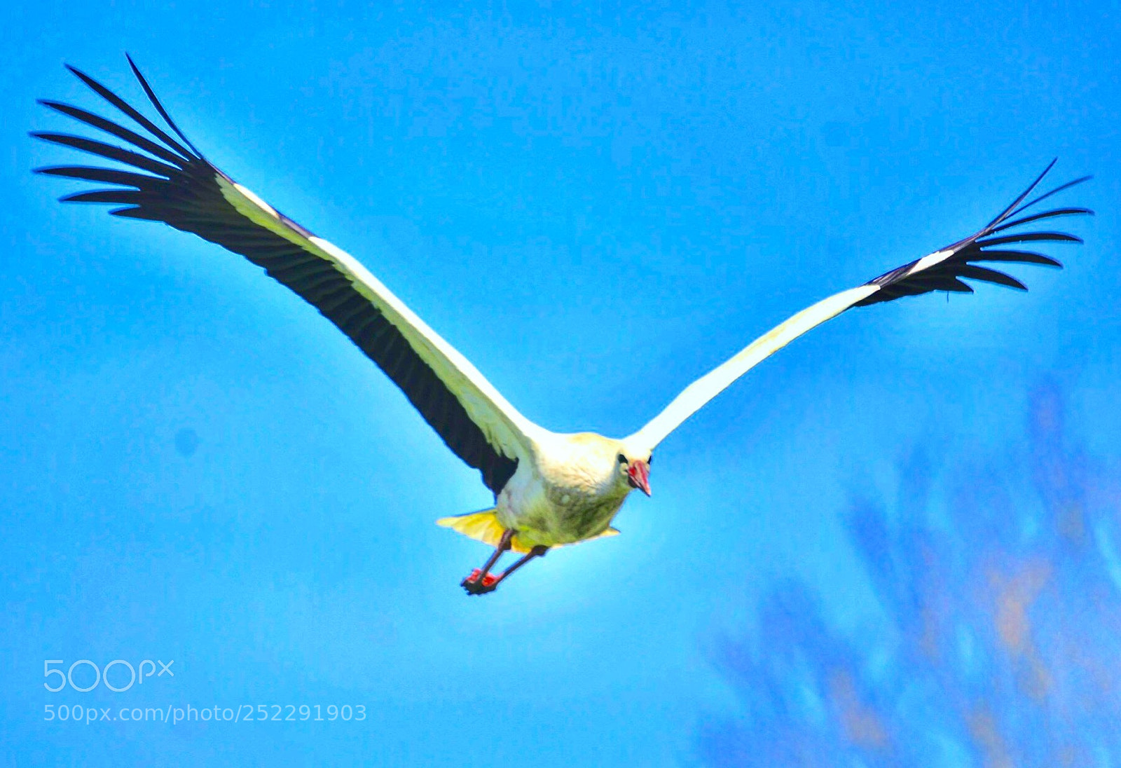 Nikon D7000 sample photo. The stork in flight  photography