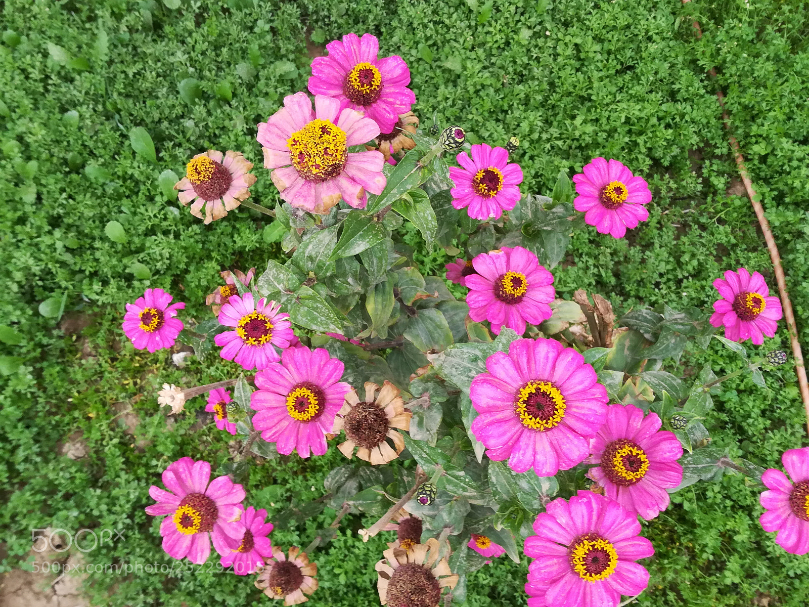 HUAWEI honor 6x sample photo. Untitled photography