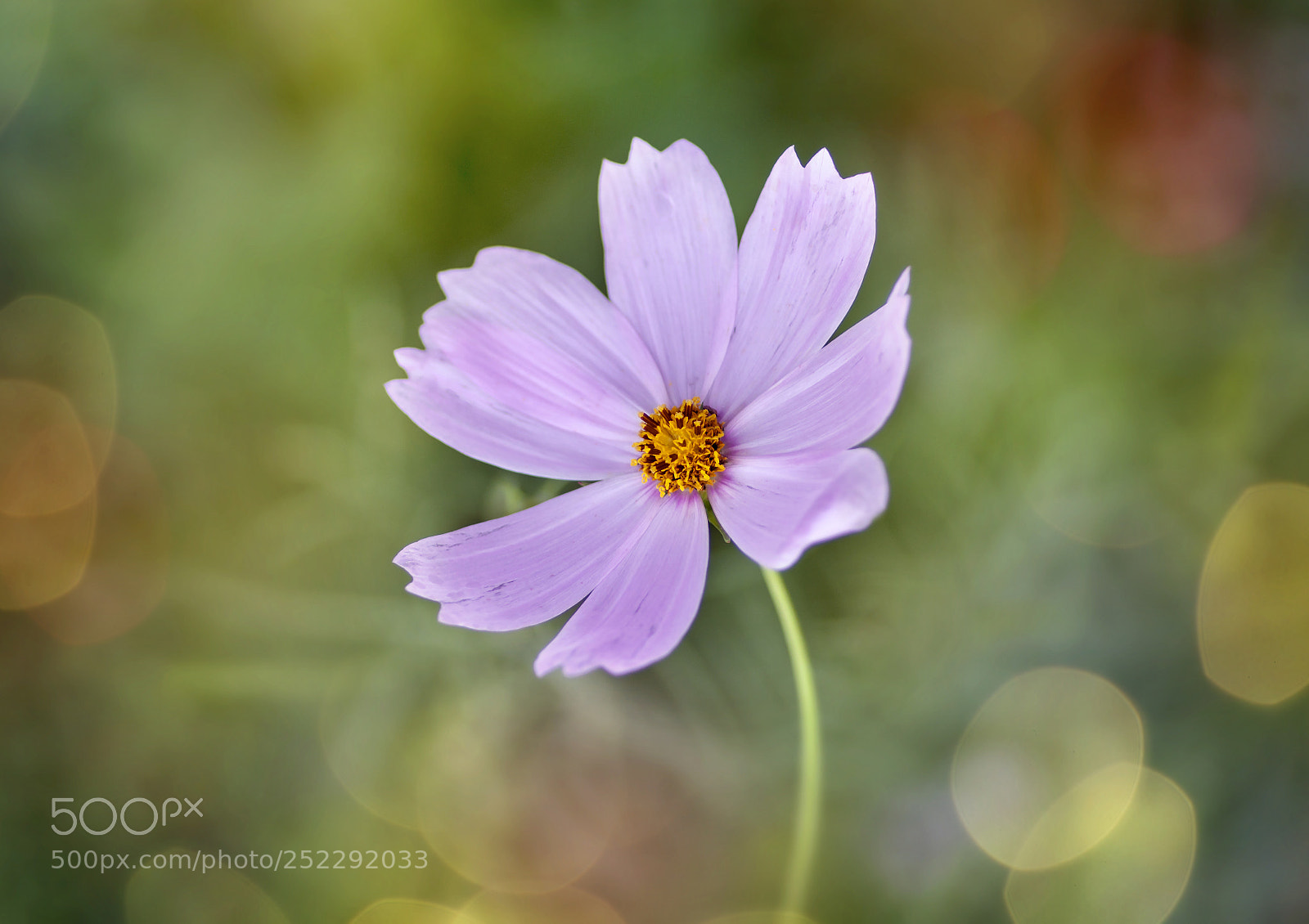 Canon EOS 50D sample photo. A flower photography