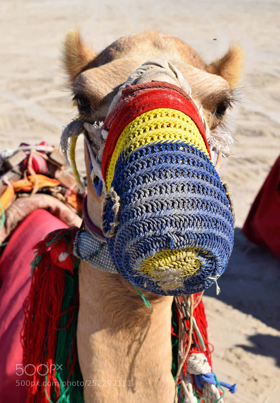 Nikon D3300 sample photo. Camel photography