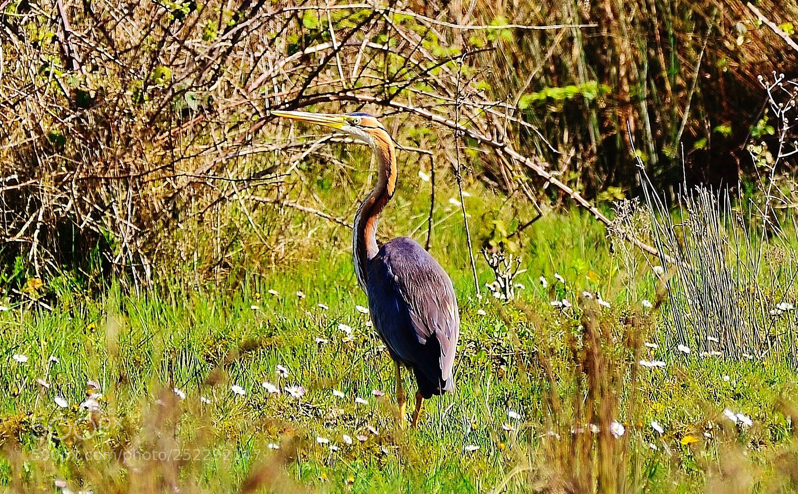 Nikon D7000 sample photo. Heron photography