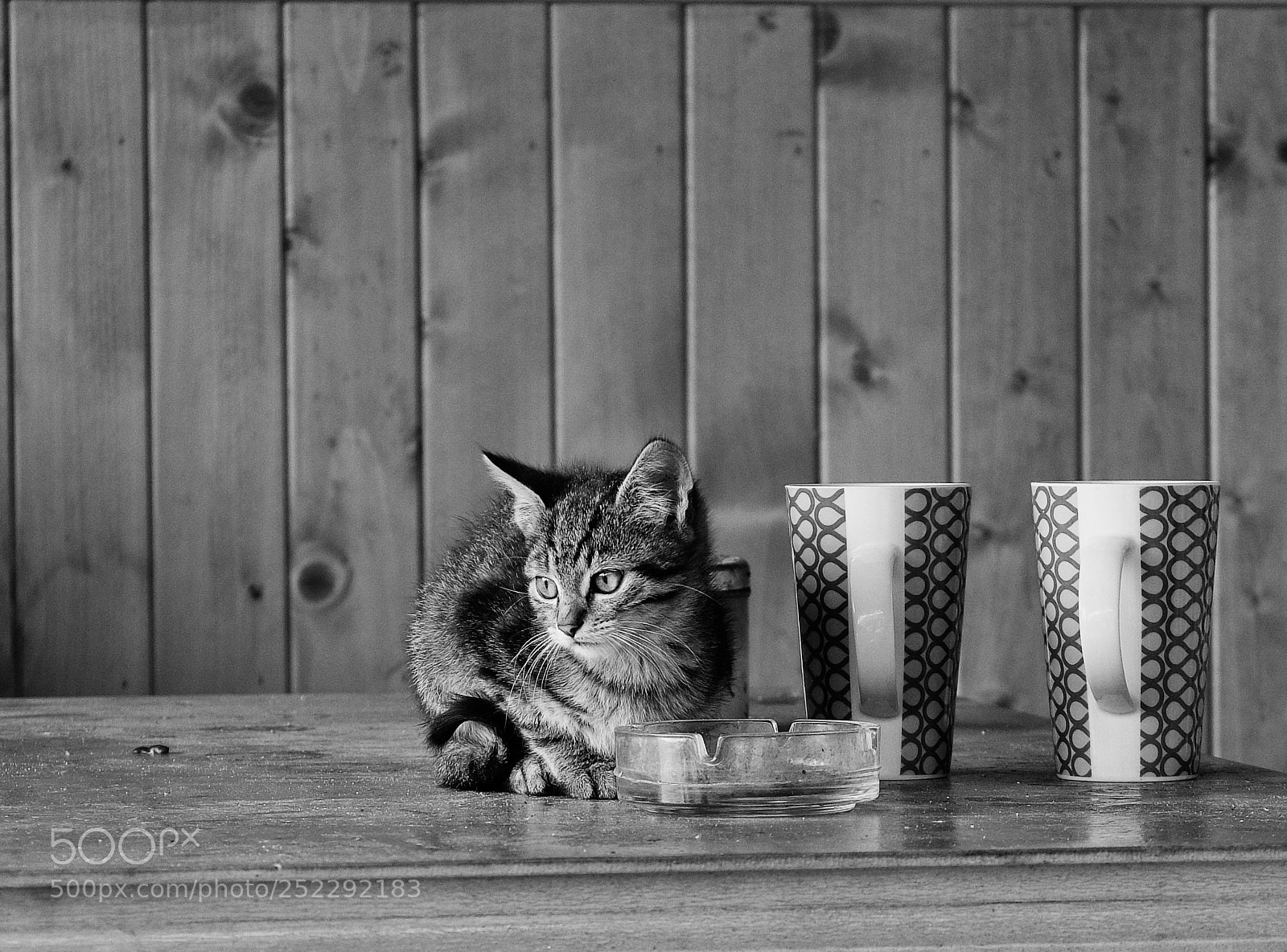 Fujifilm X30 sample photo. Black and white kitten photography