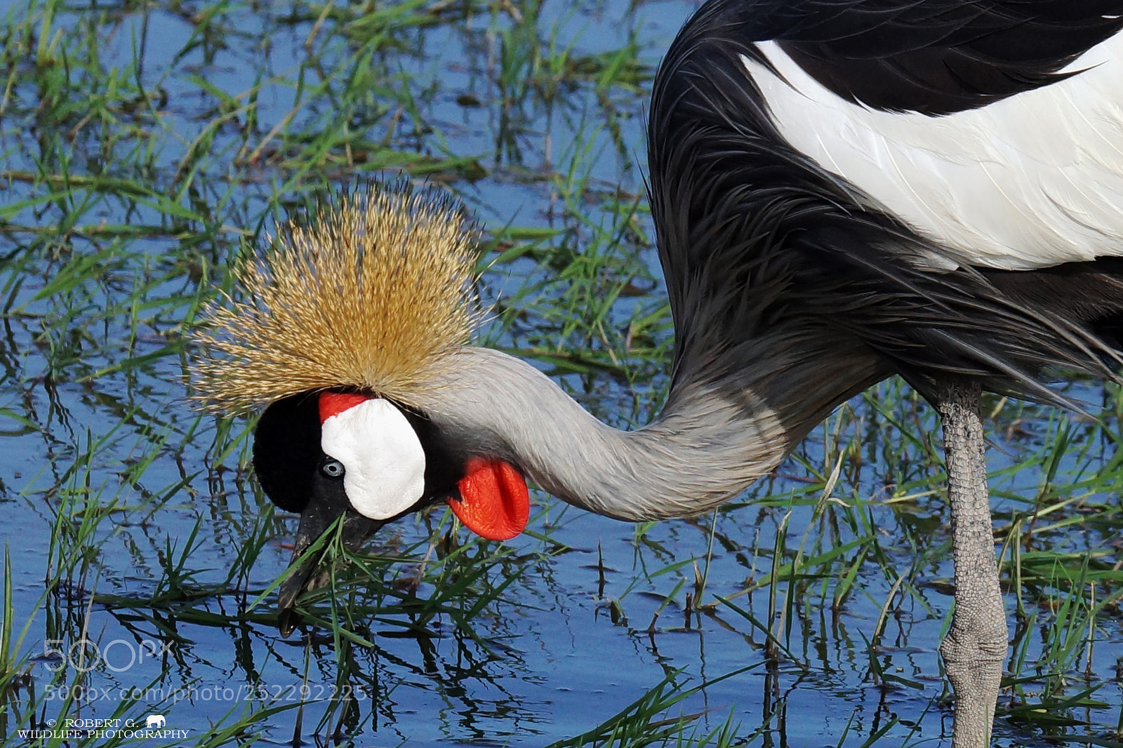 Sony SLT-A77 sample photo. Crowned crane photography