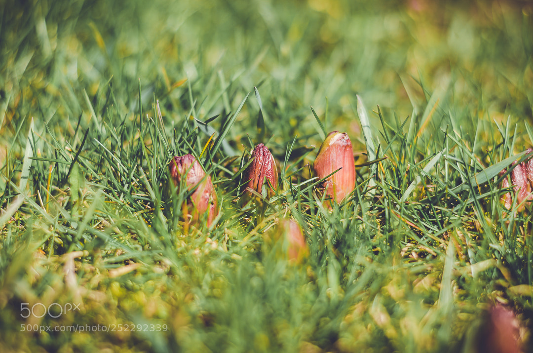 Nikon D5100 sample photo. Spring photography