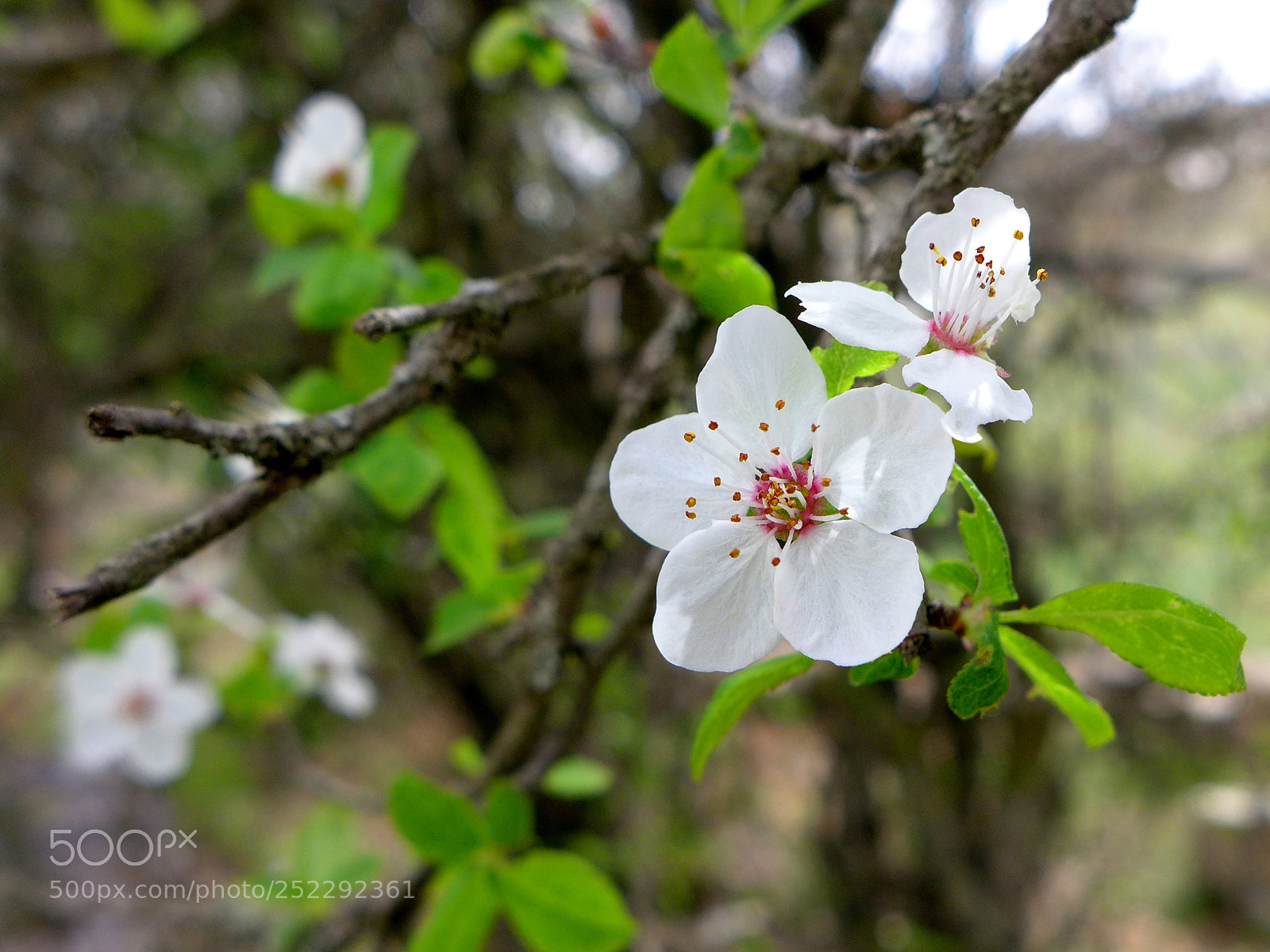 Panasonic Lumix DMC-LX7 sample photo. Beautiful colors photography