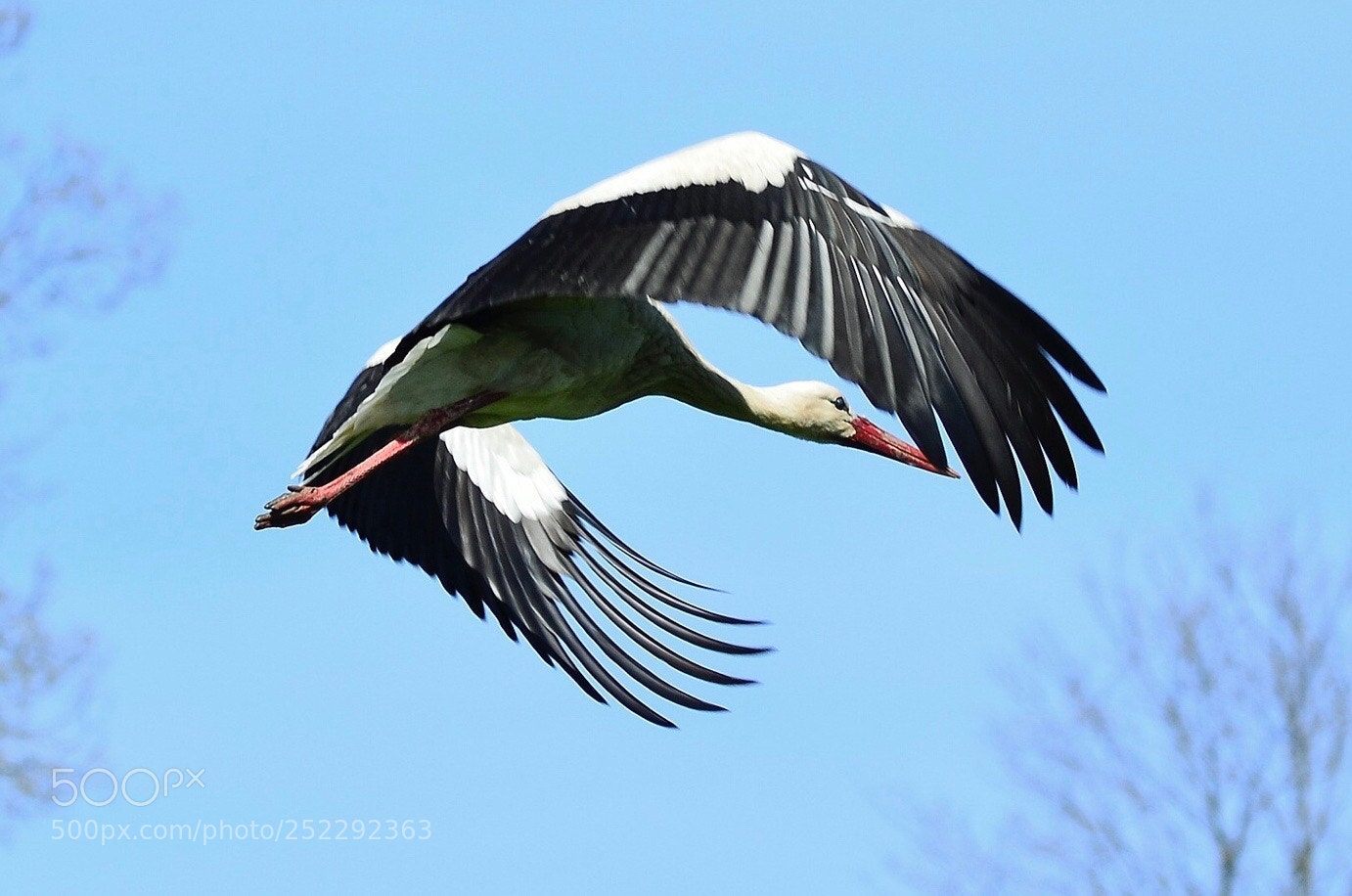 Nikon D7000 sample photo. Flying stork photography