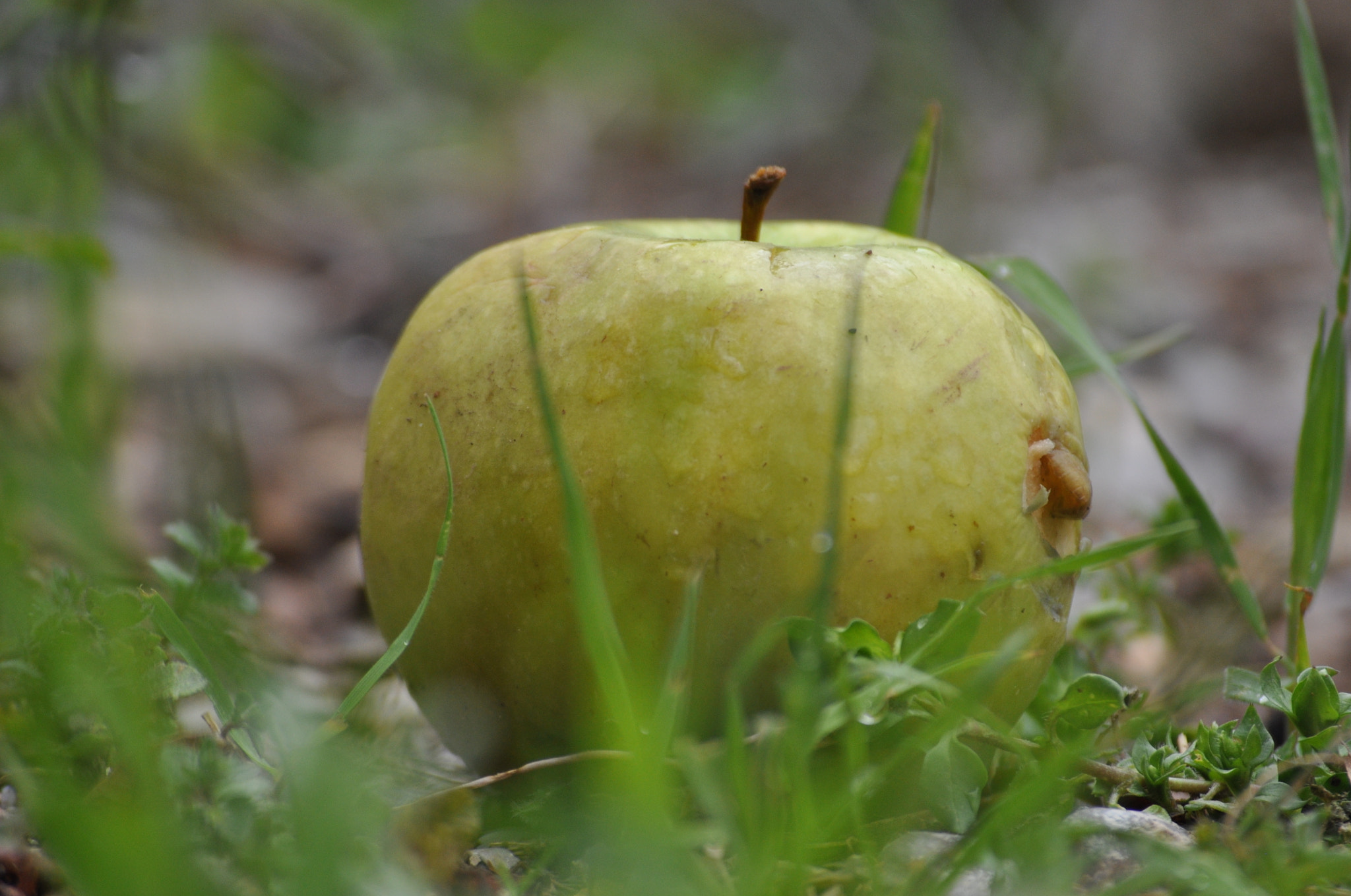 Nikon D5000 sample photo