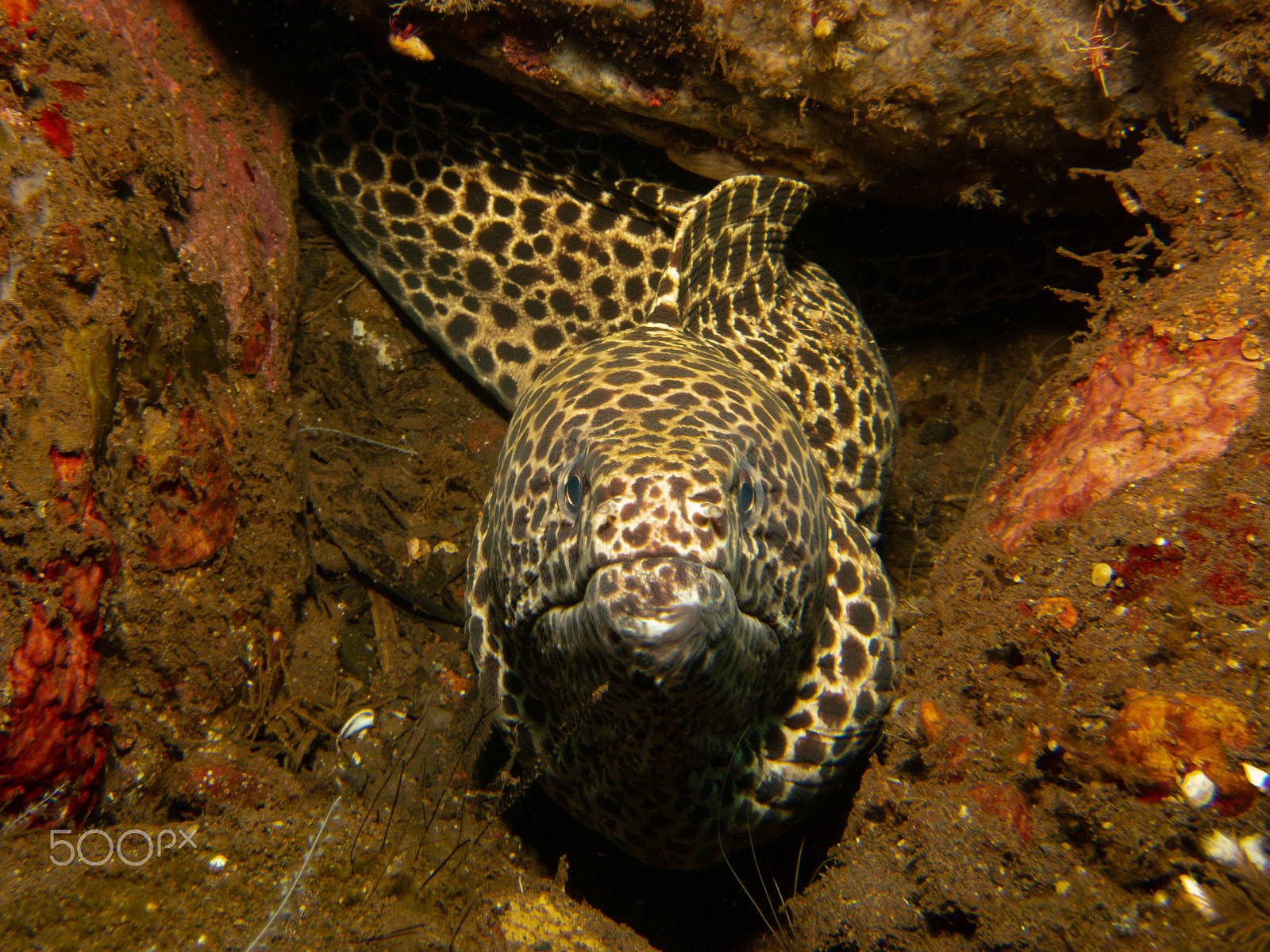 Canon PowerShot S100 sample photo. Moray eel photography